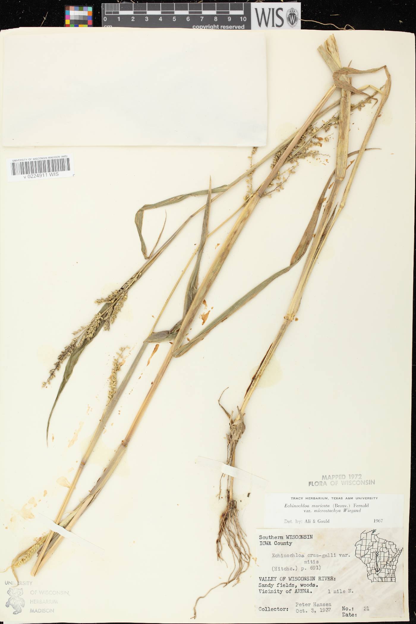 Echinochloa muricata var. microstachya image