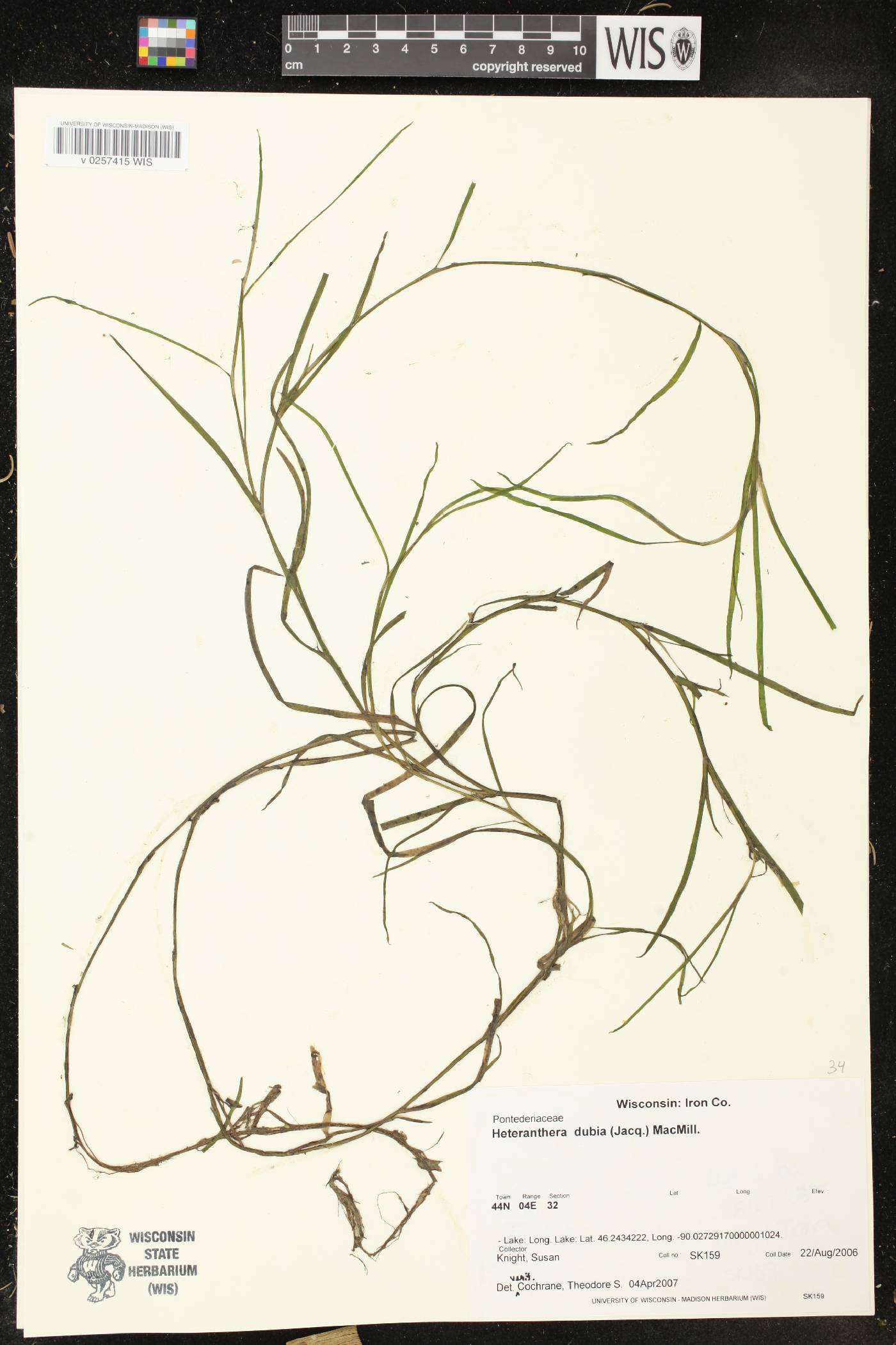 Heteranthera dubia image