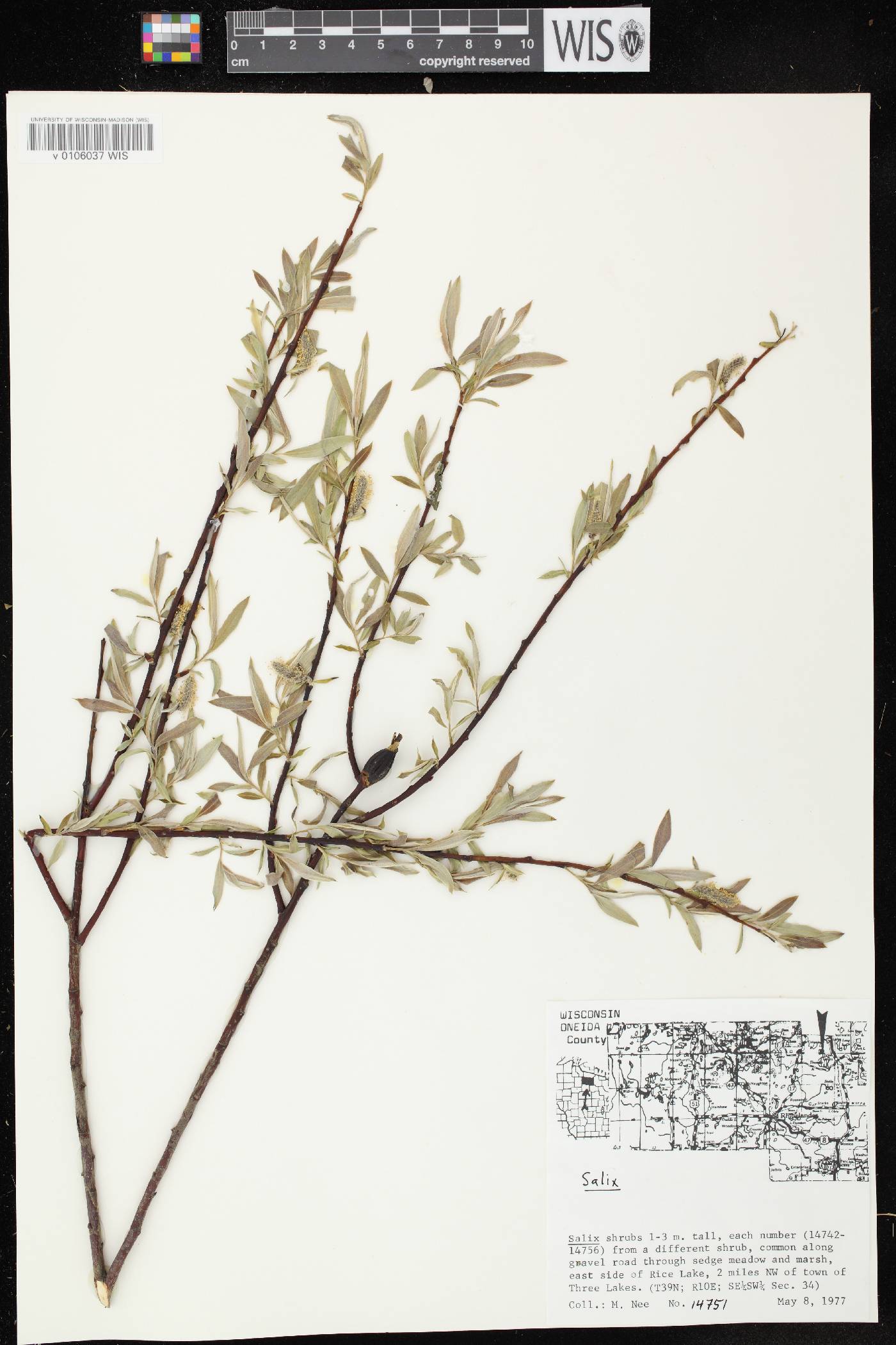 Salix petiolaris image
