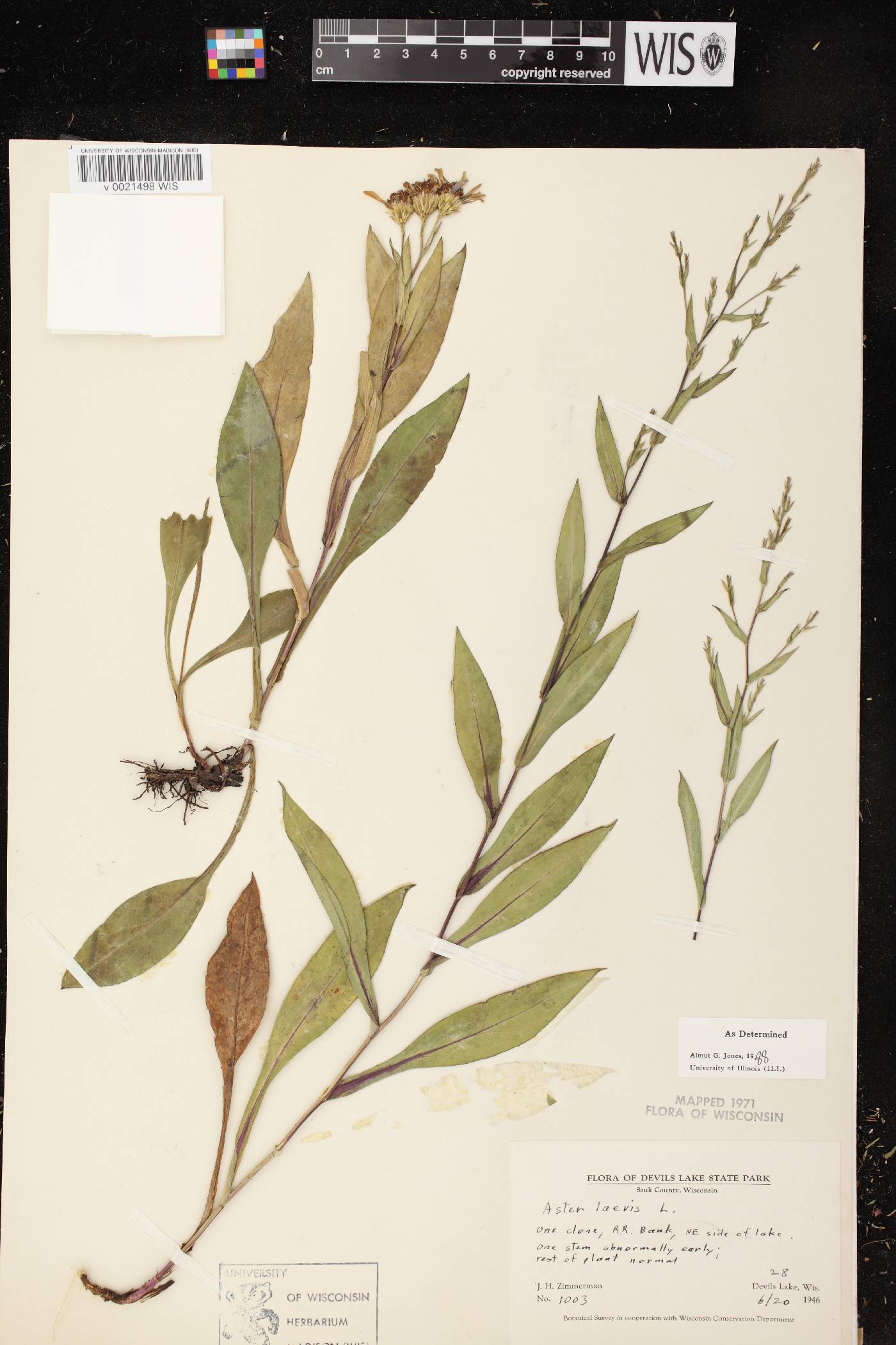 Symphyotrichum laeve image