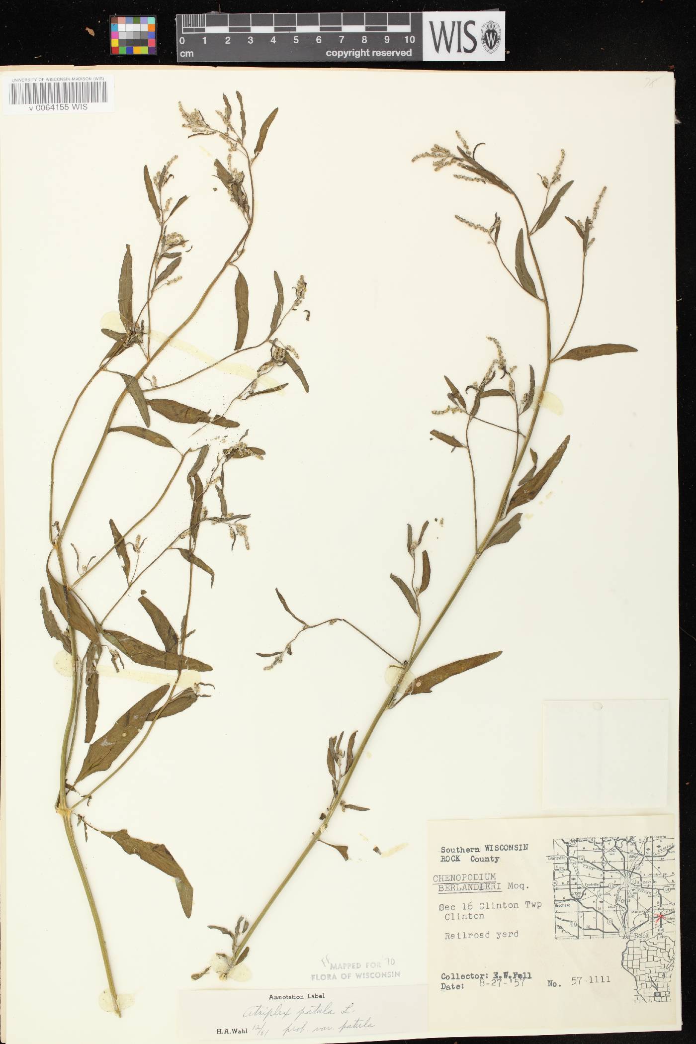 Atriplex patula image