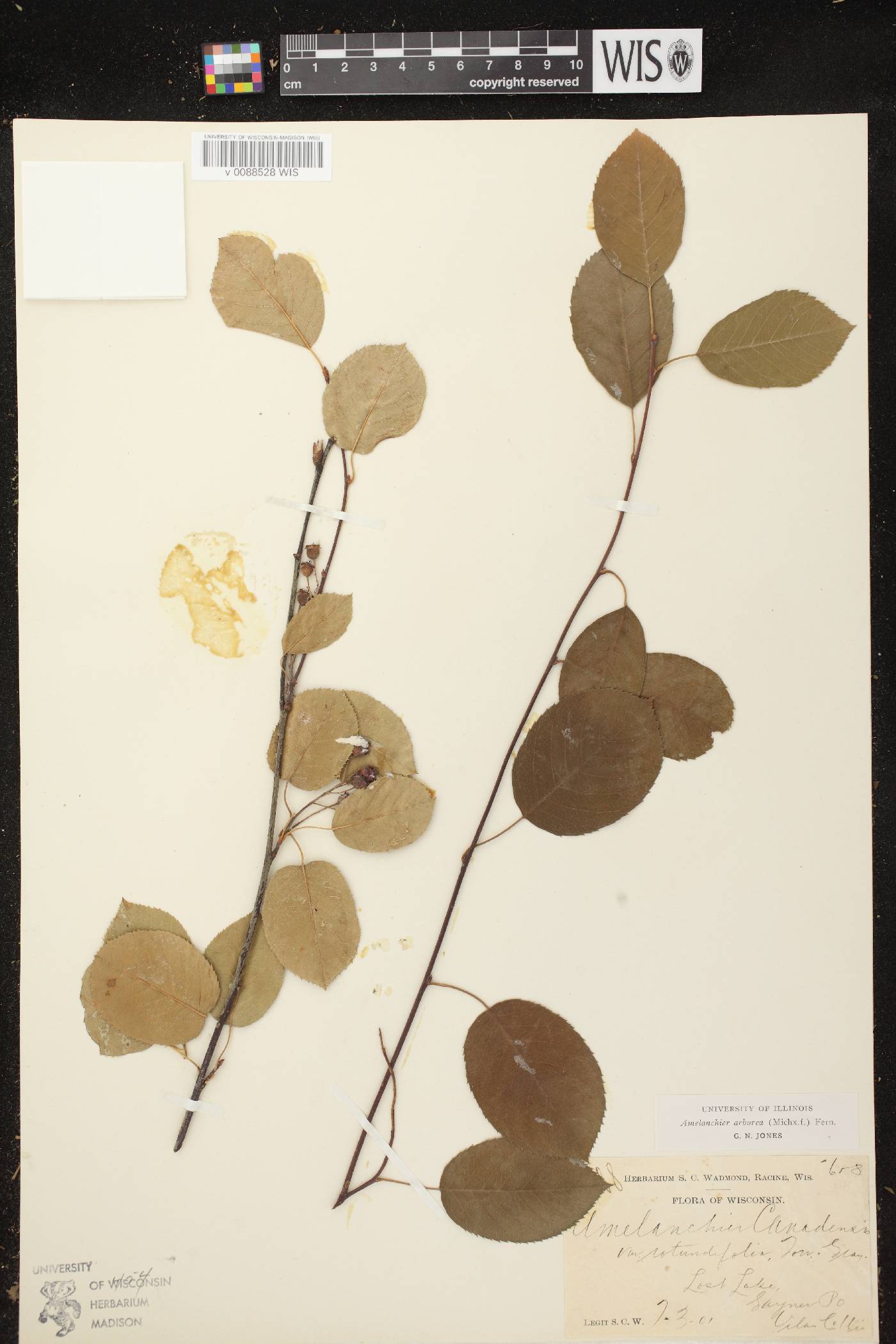 Amelanchier arborea image