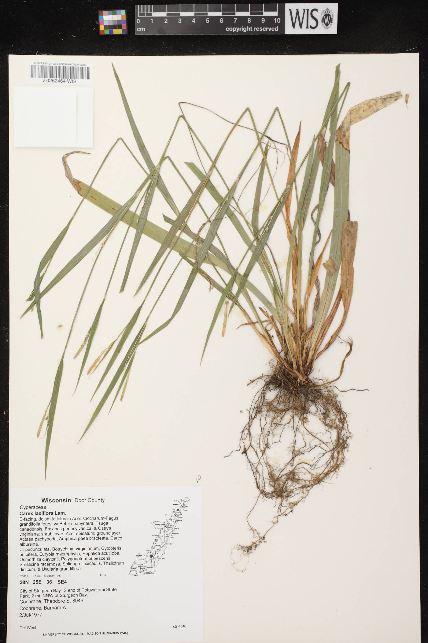 Carex laxiflora image