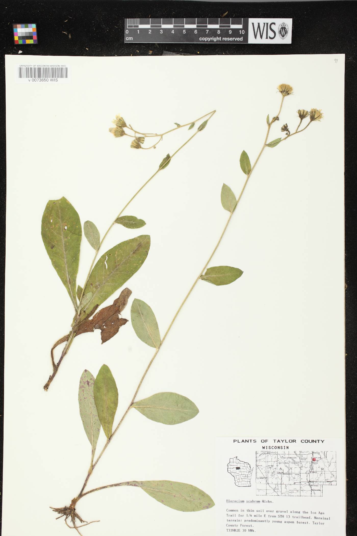 Hieracium scabrum image