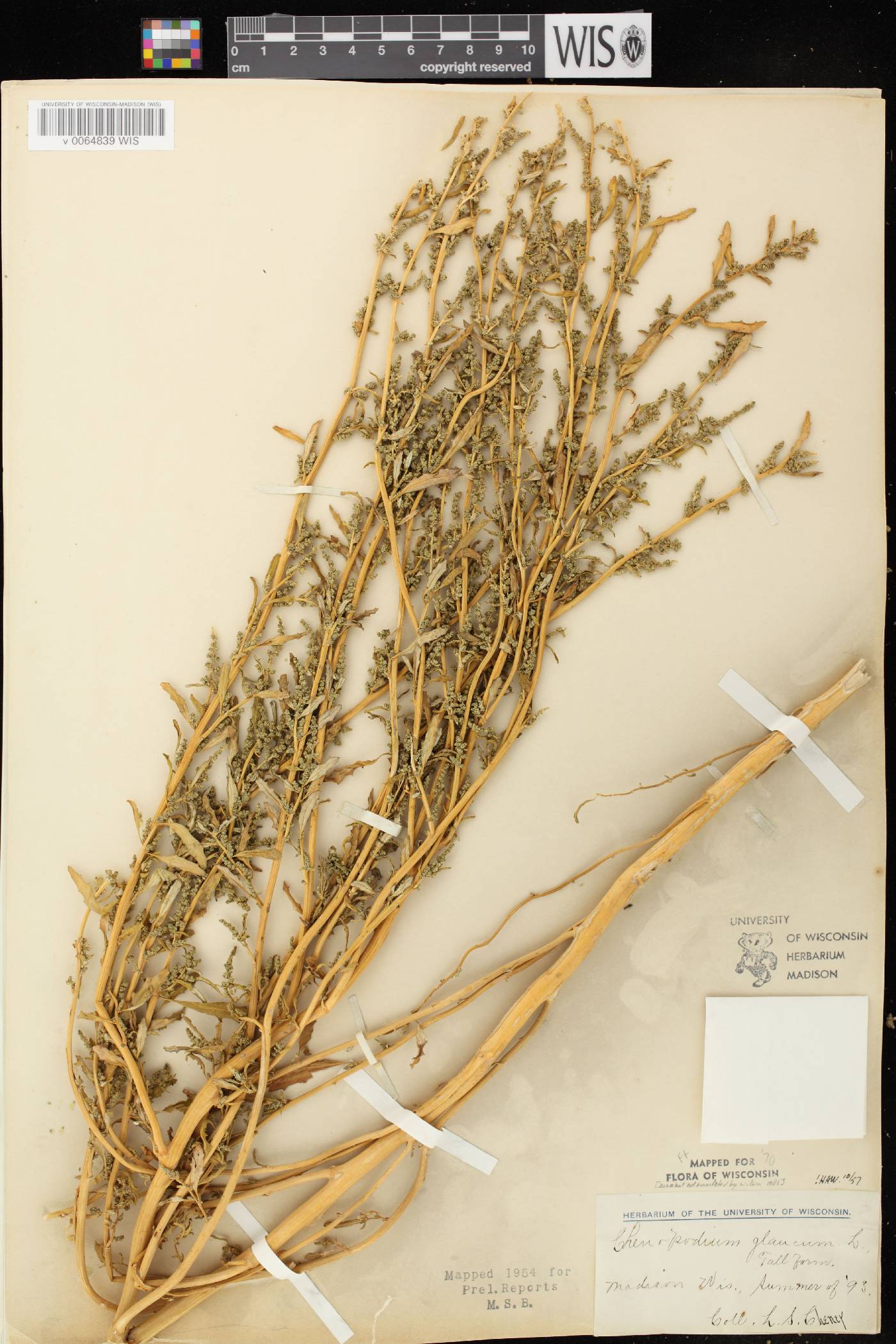 Chenopodium glaucum image