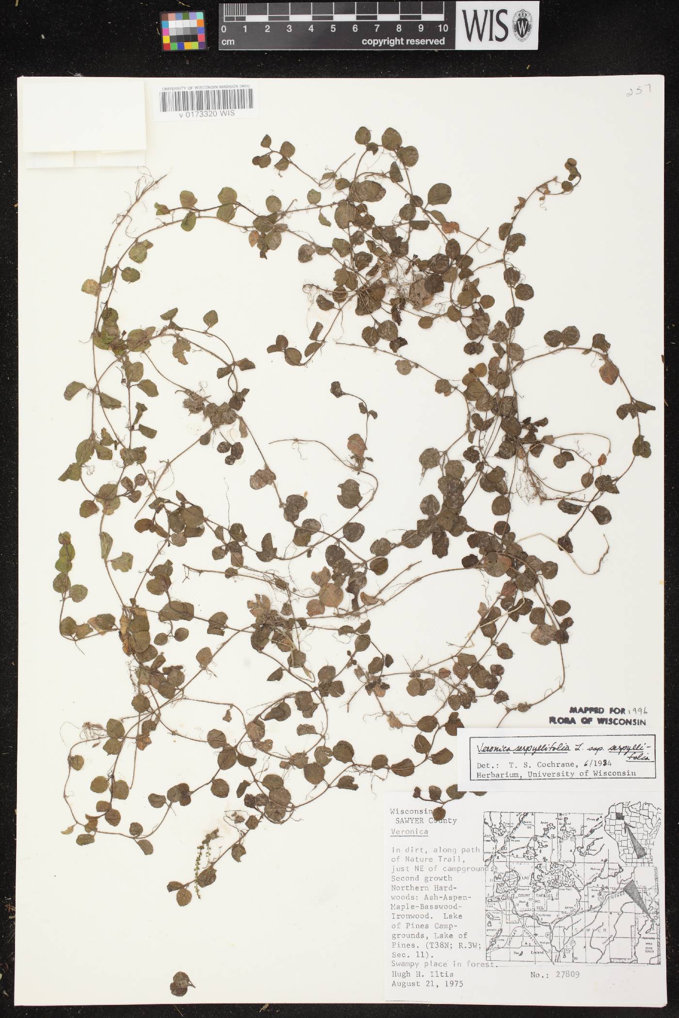 Veronica serpyllifolia subsp. serpyllifolia image