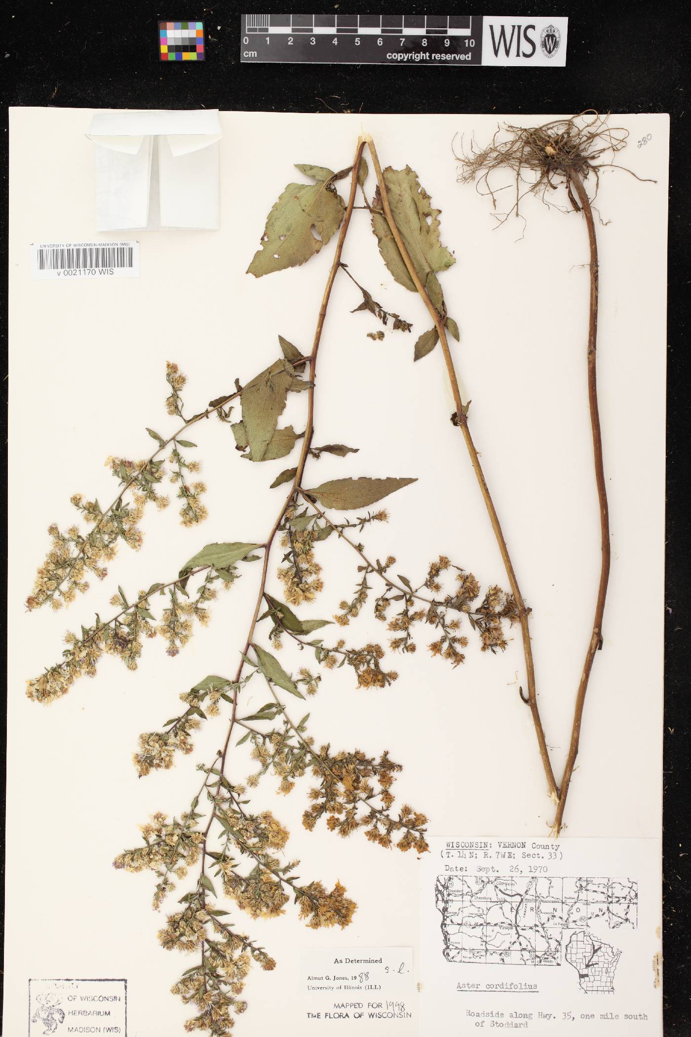 Symphyotrichum cordifolium image