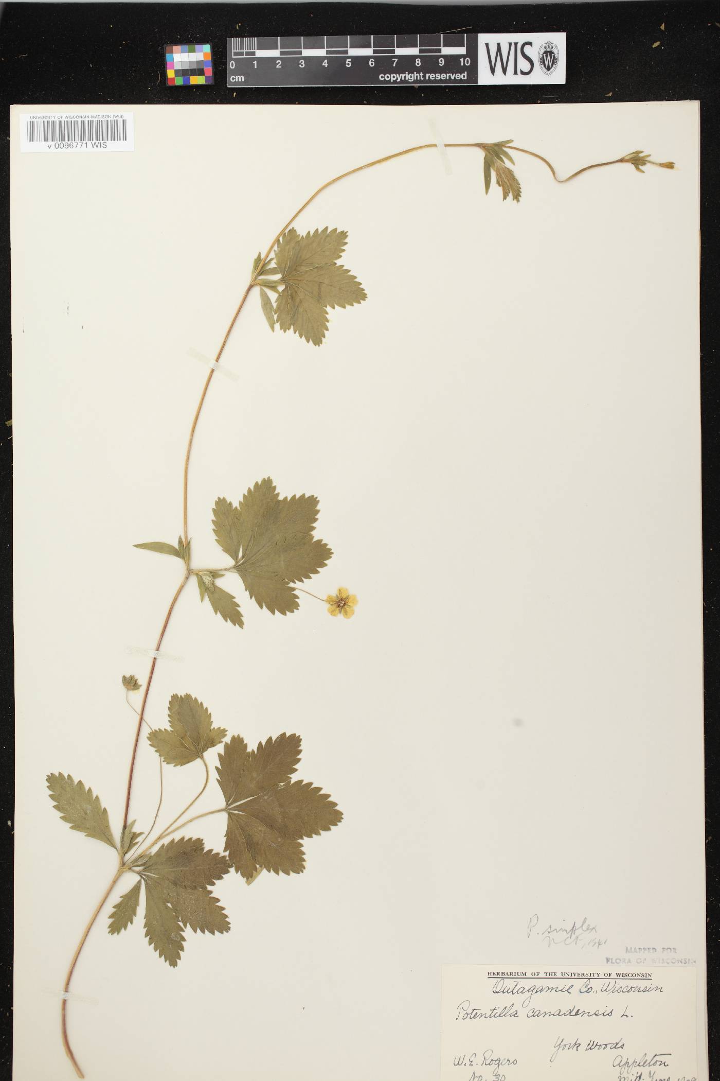 Potentilla simplex image