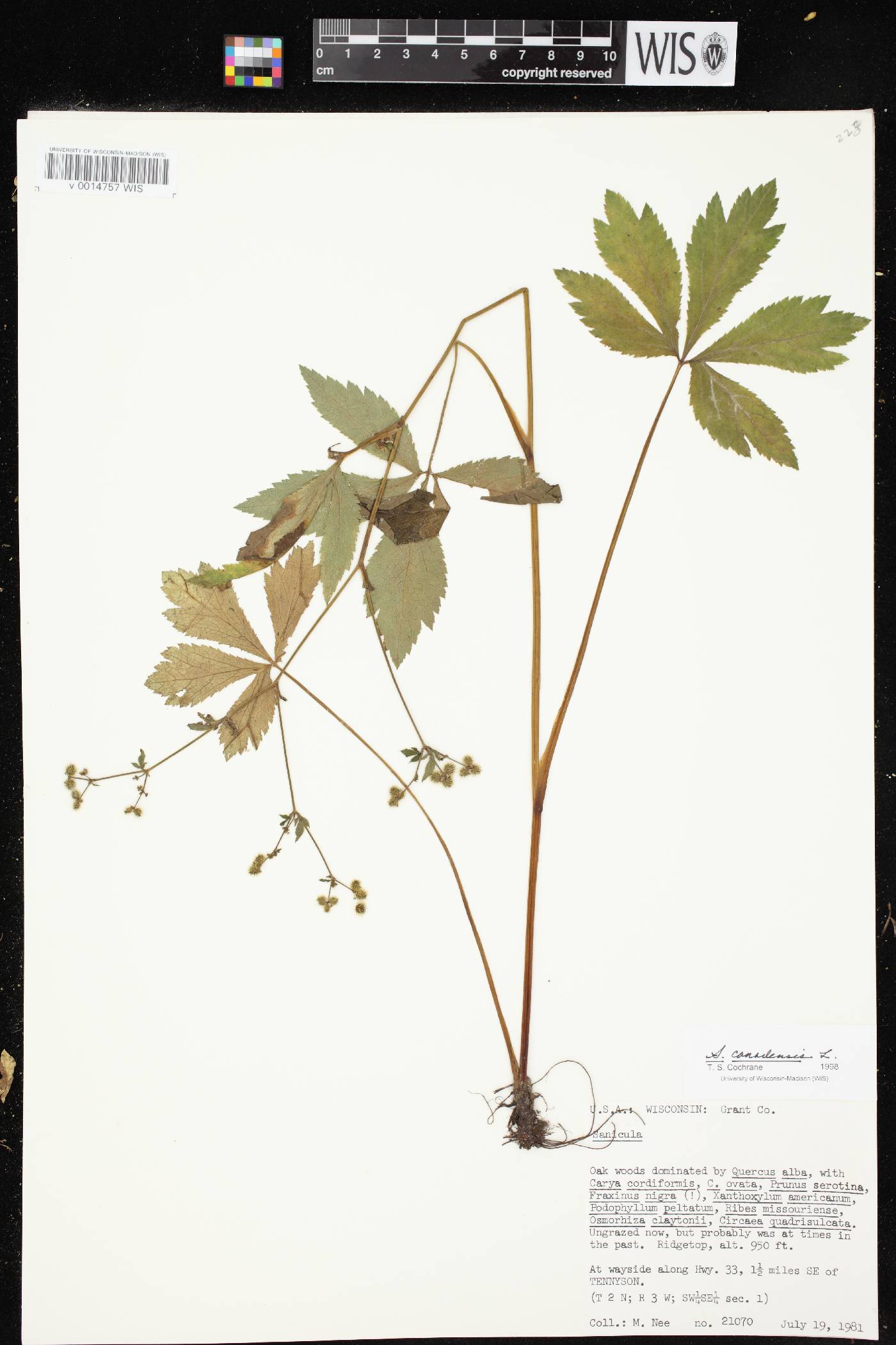 Sanicula canadensis image