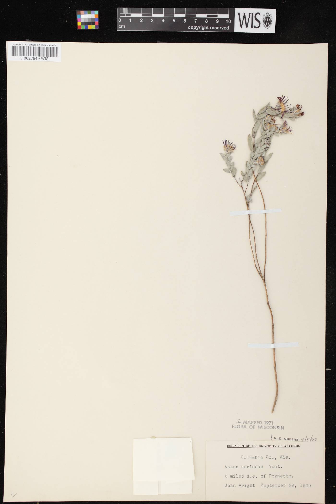Symphyotrichum sericeum image