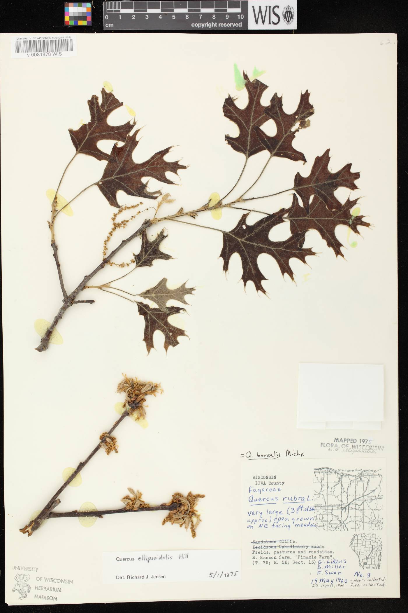 Quercus ellipsoidalis image