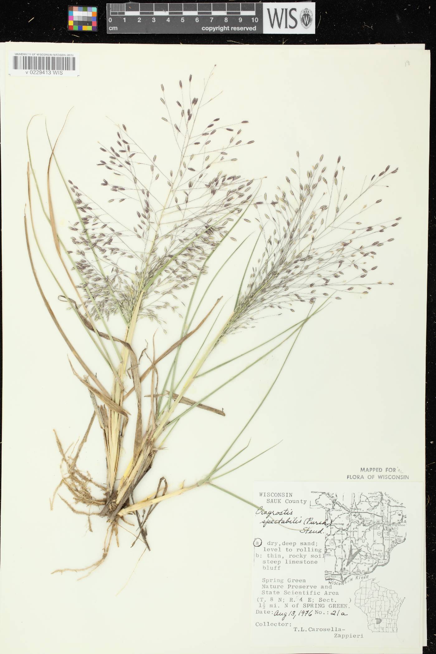 Eragrostis spectabilis image