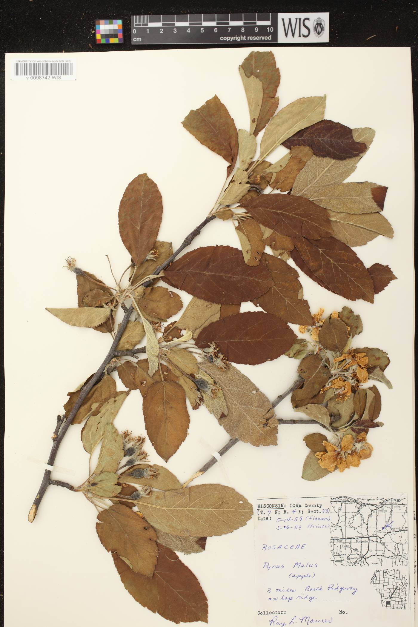 Malus pumila image