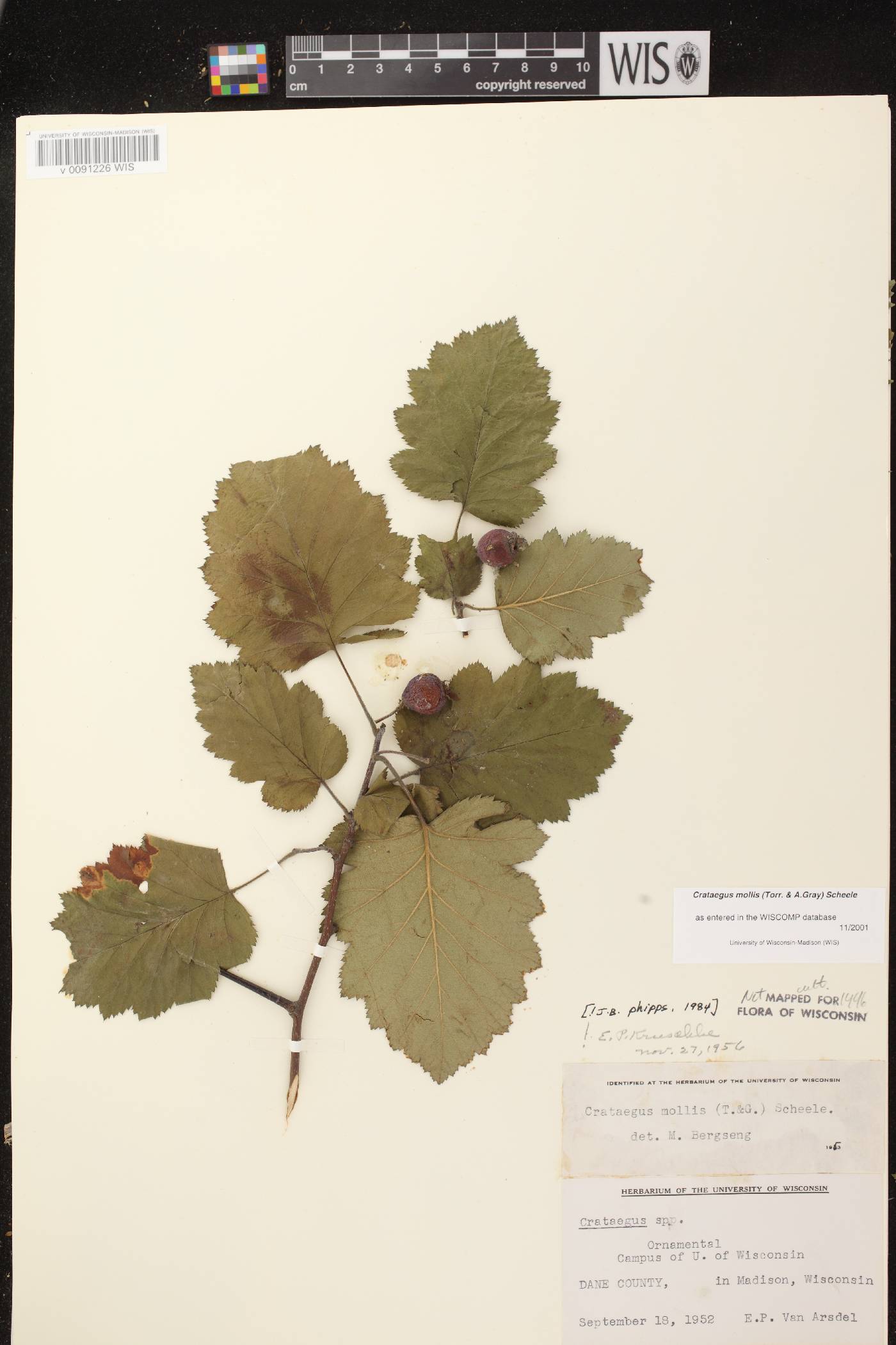 Crataegus mollis image
