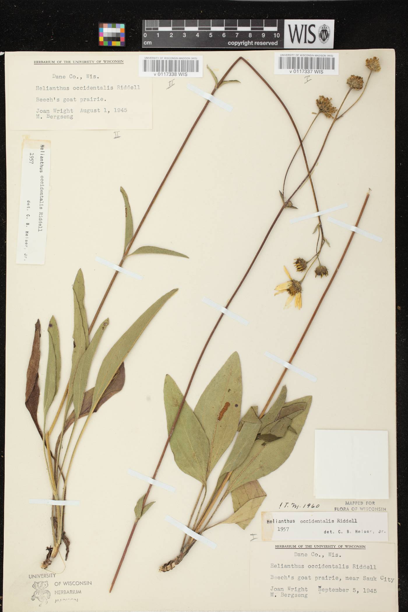 Helianthus occidentalis subsp. occidentalis image