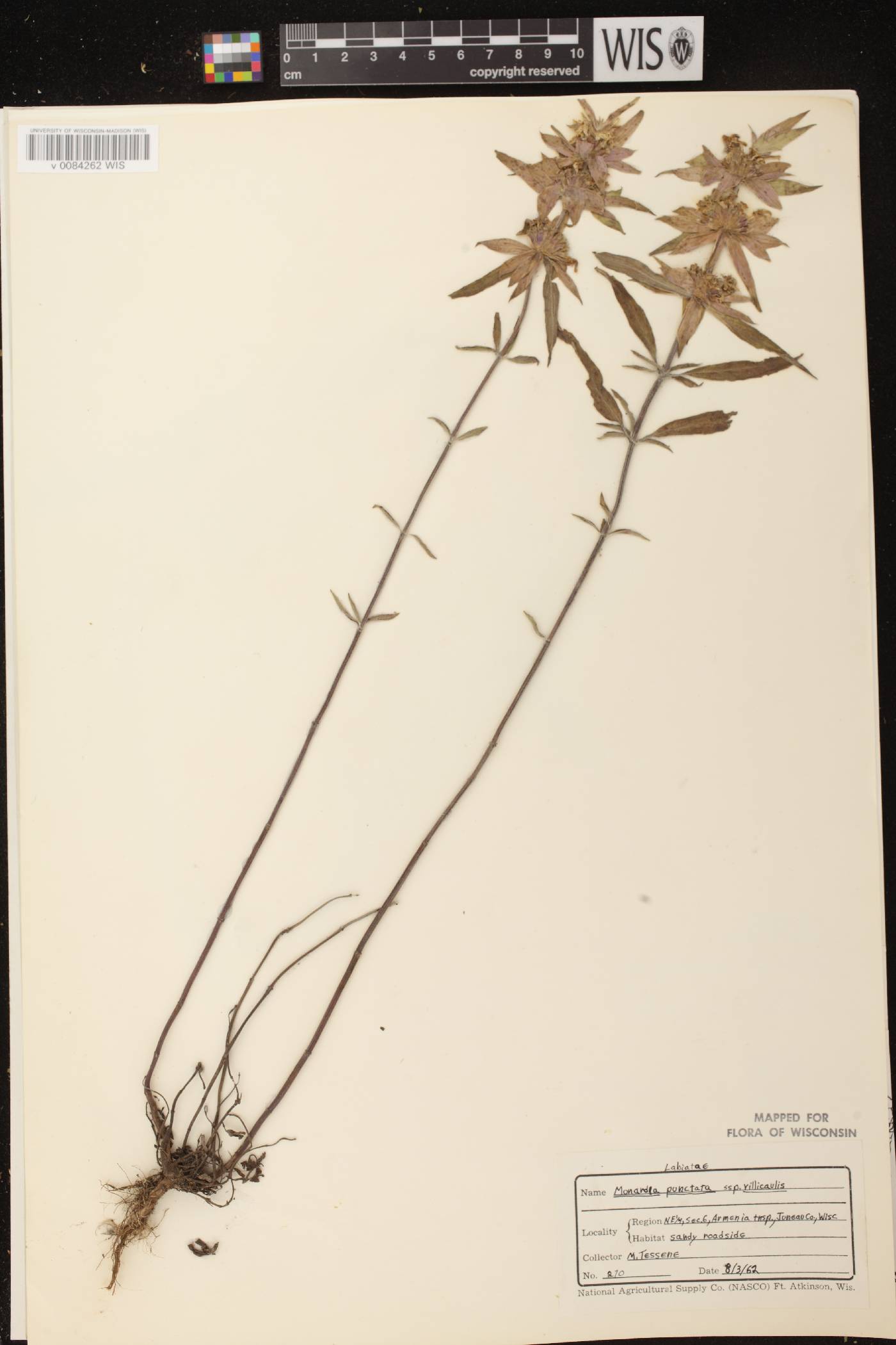 Monarda punctata image