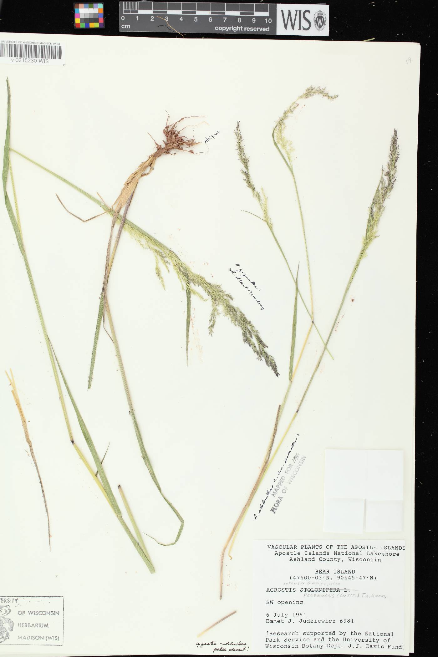 Agrostis stolonifera image
