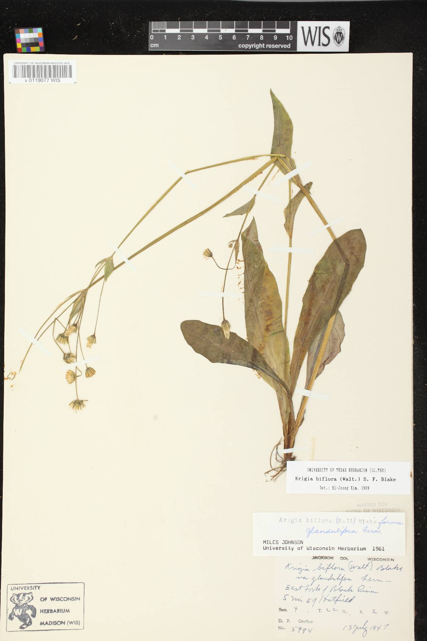 Krigia biflora image