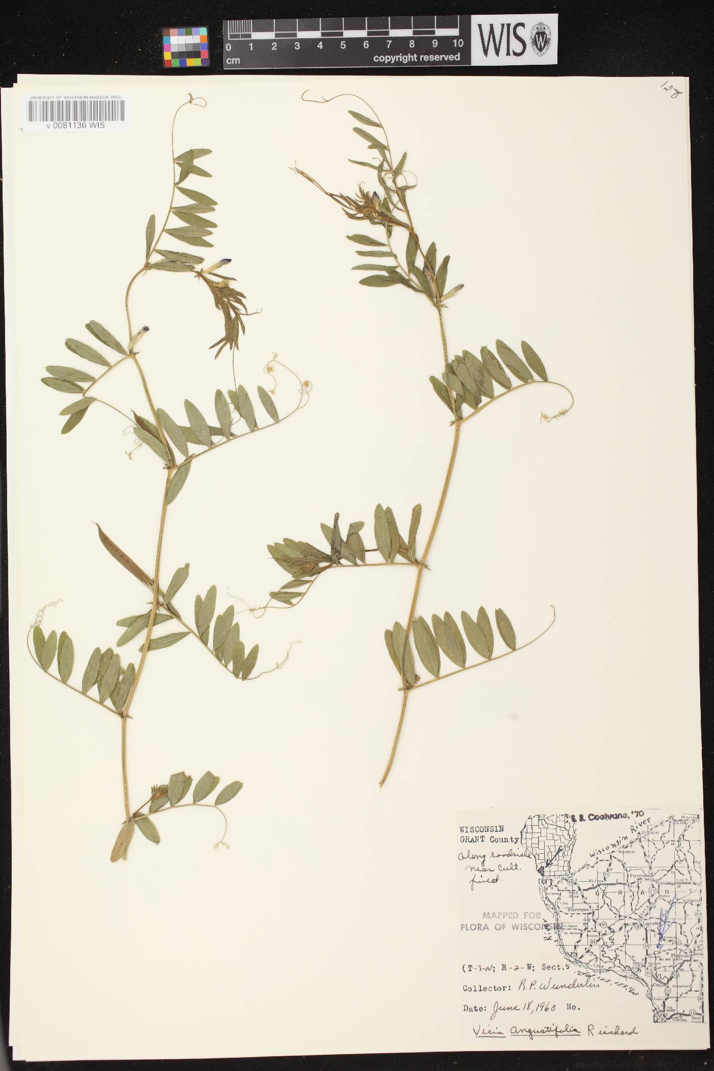 Vicia sativa subsp. nigra image