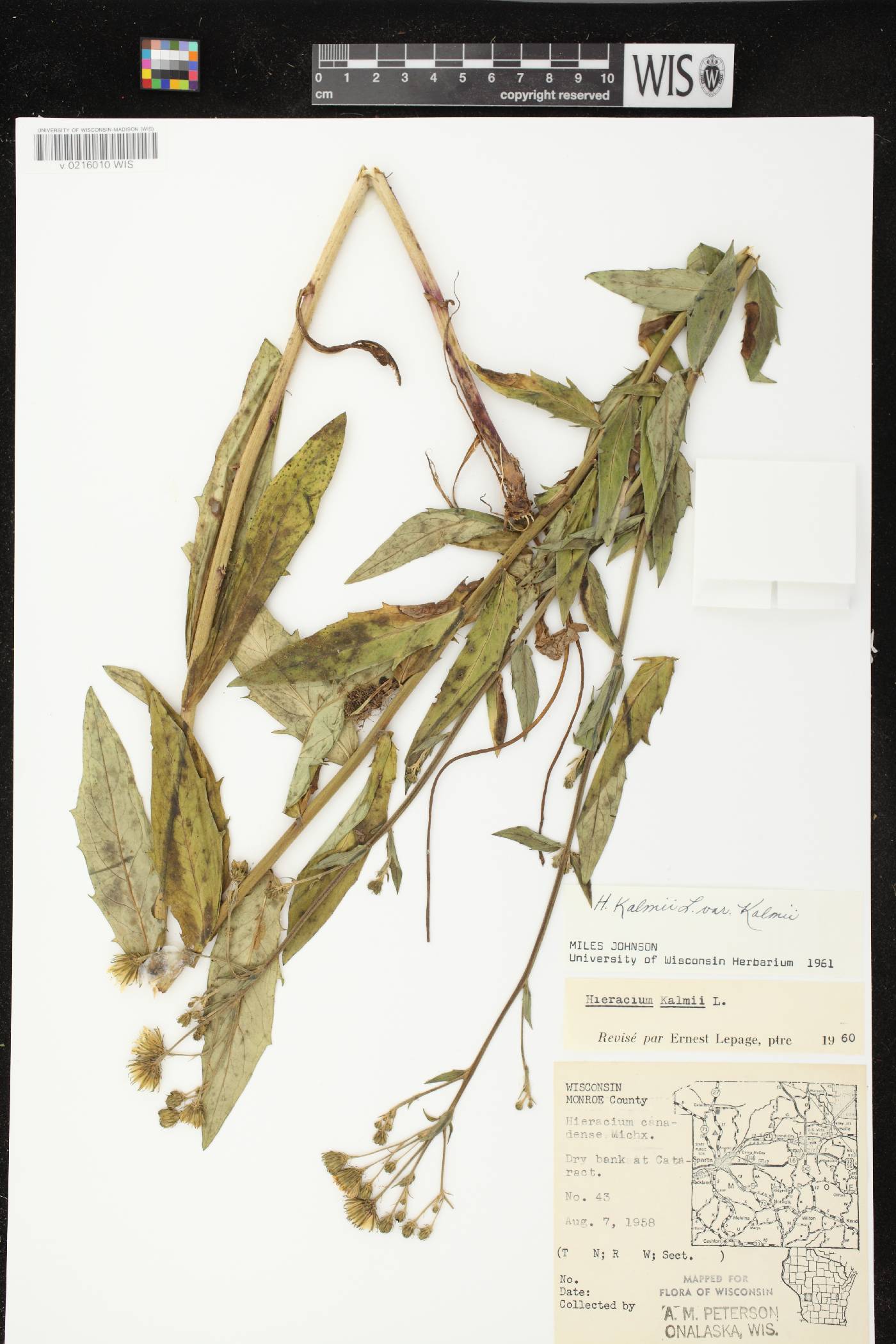 Hieracium umbellatum image