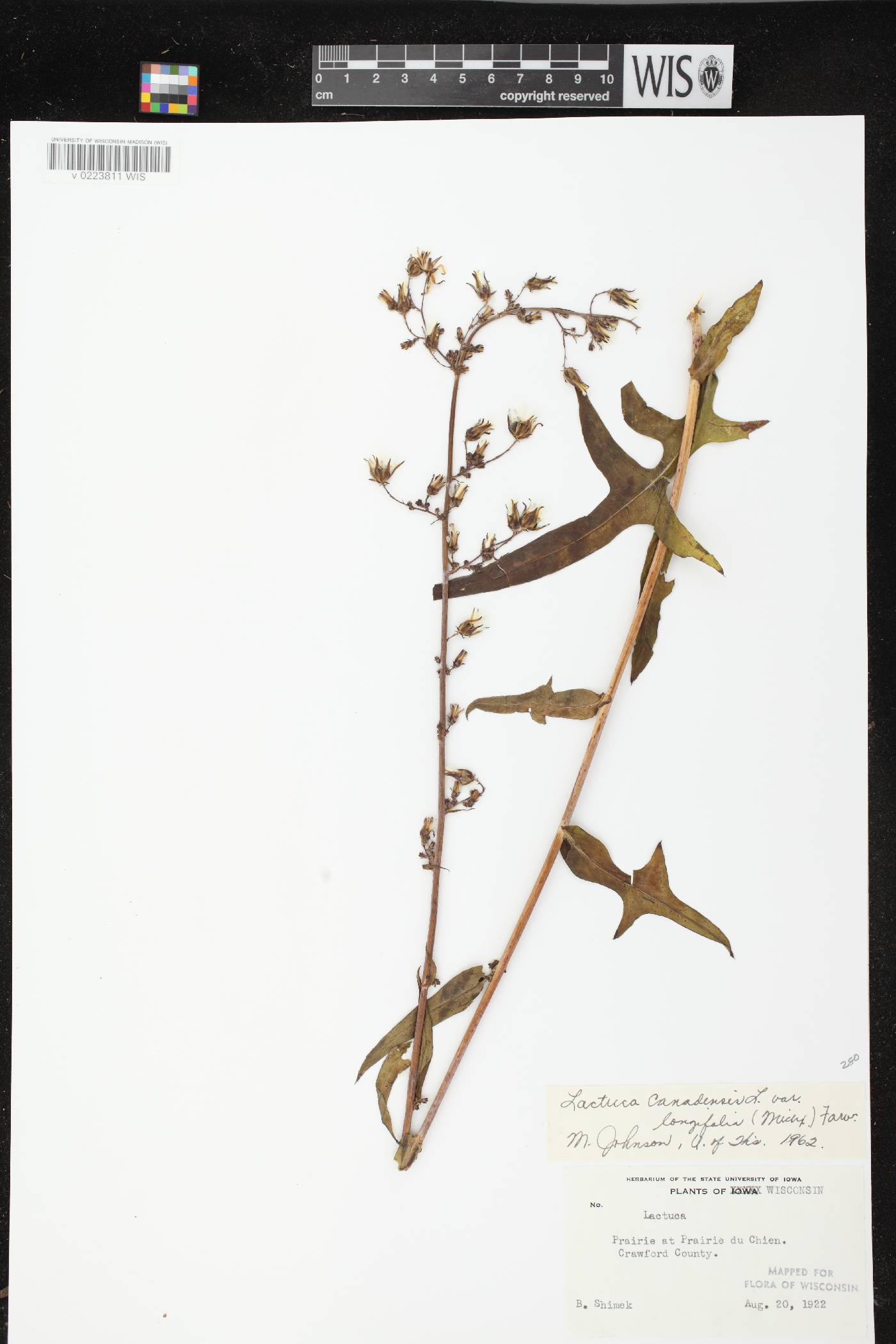 Lactuca canadensis image