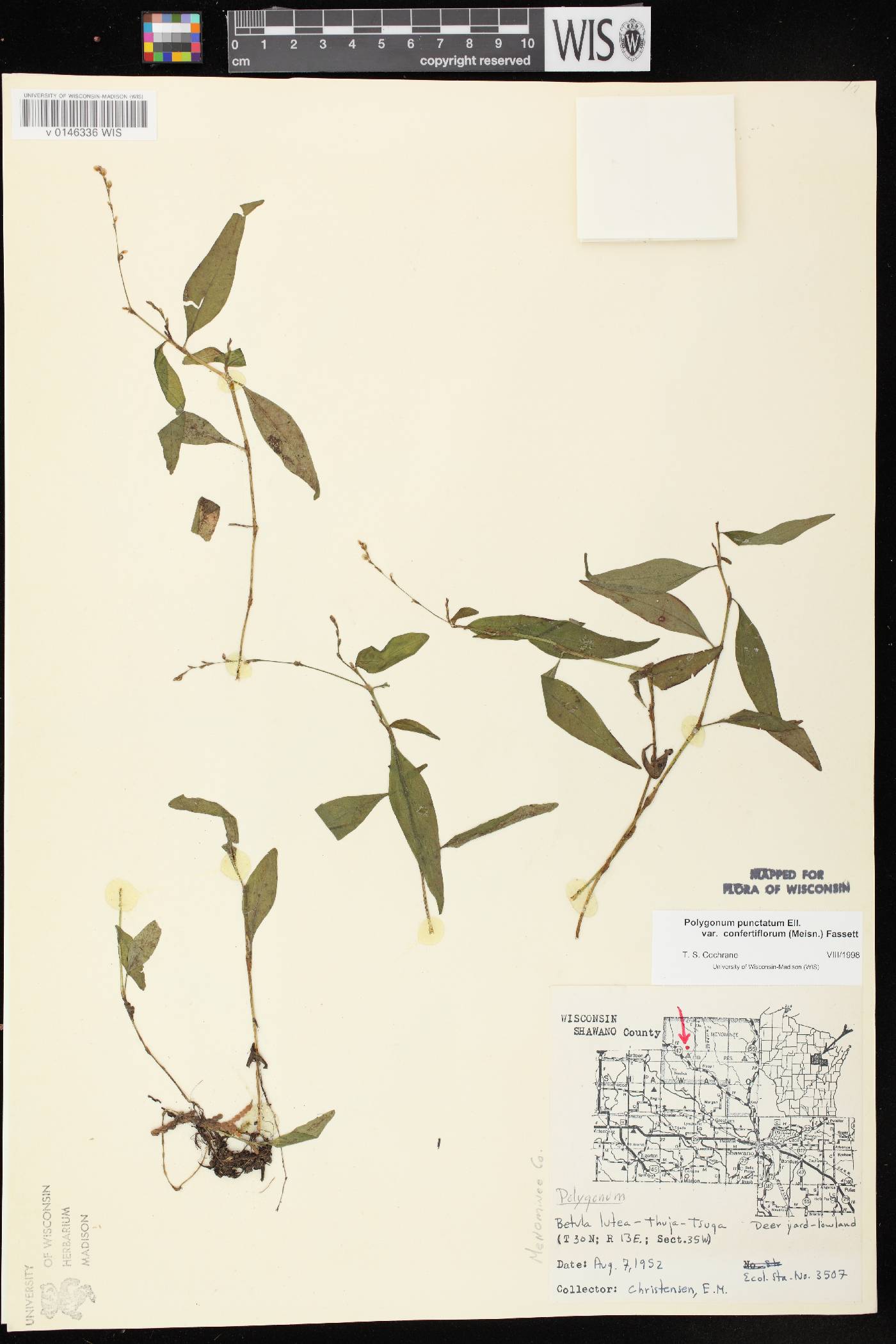 Persicaria punctata image