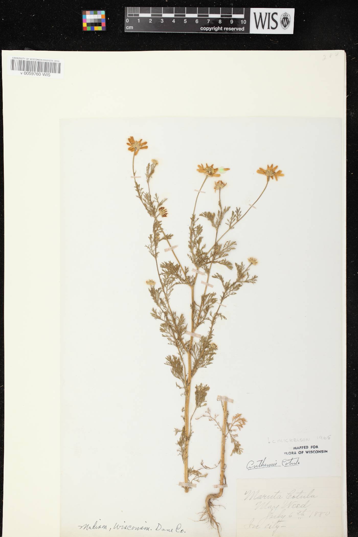 Anthemis cotula image