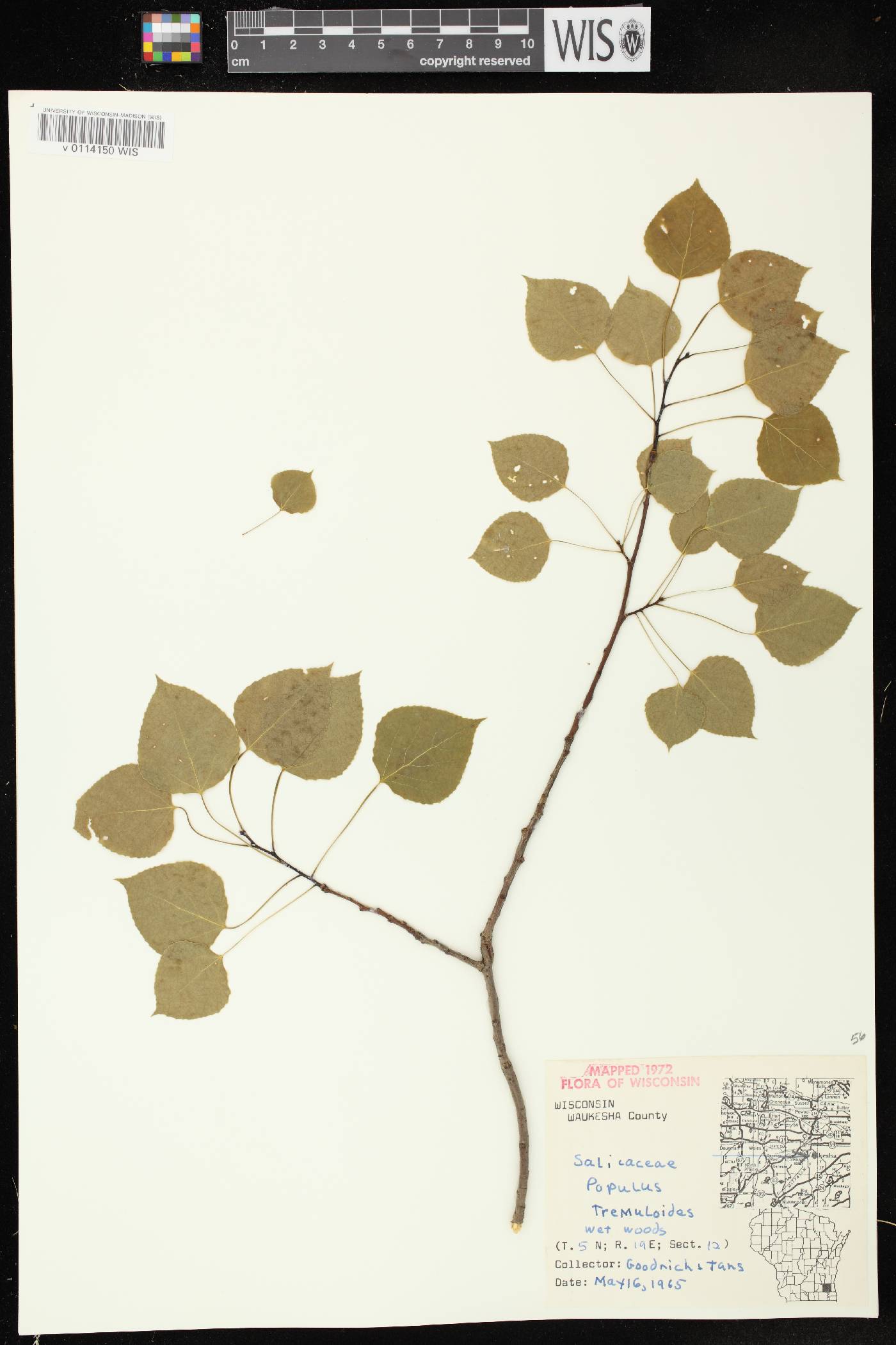 Populus tremuloides image