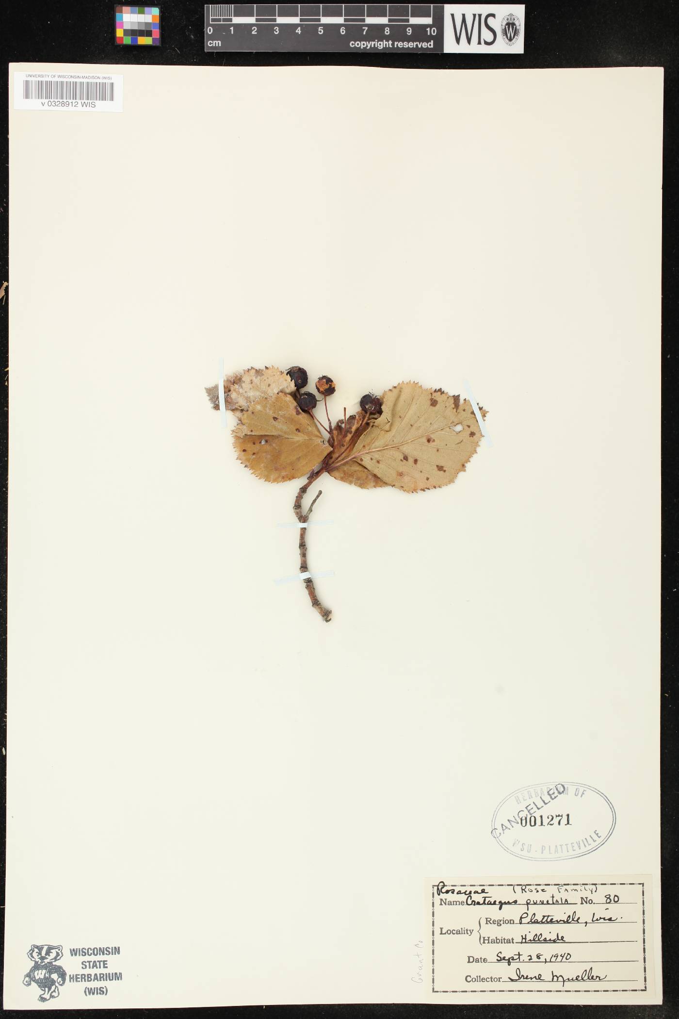 Crataegus punctata image