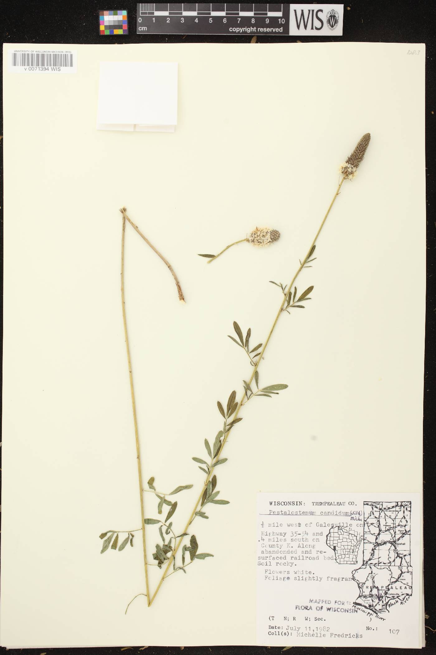 Dalea candida image