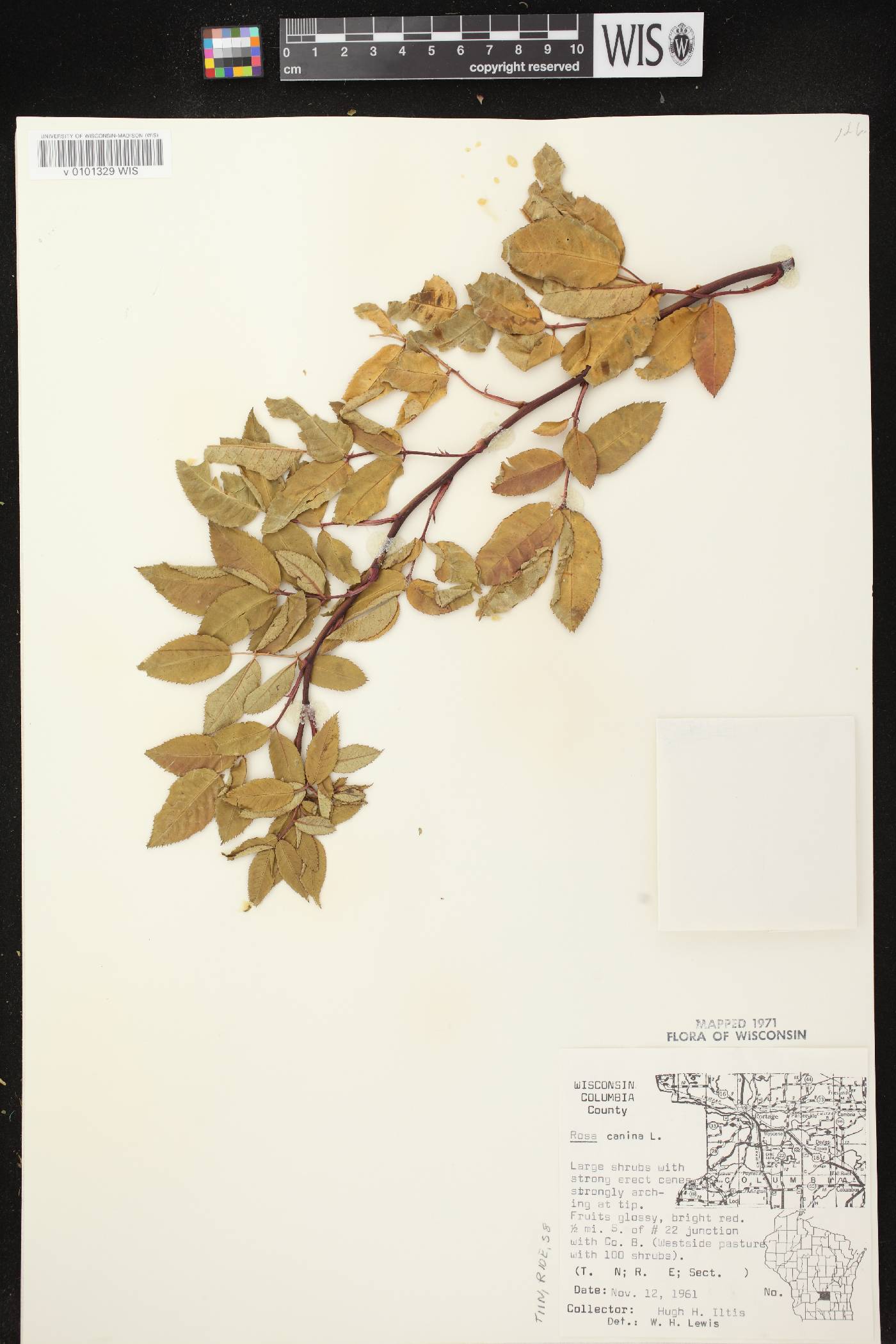 Rosa canina image