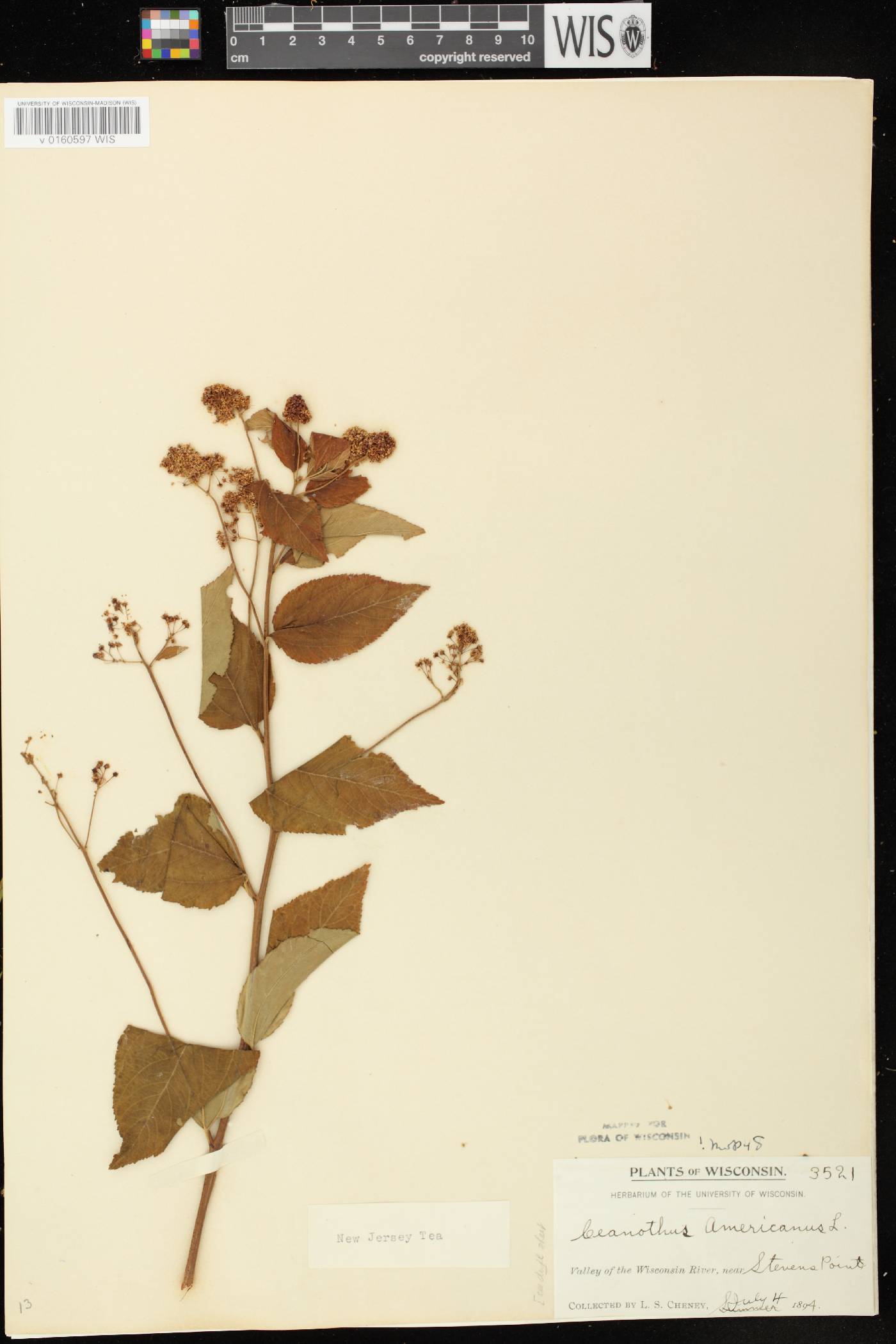 Ceanothus americanus image