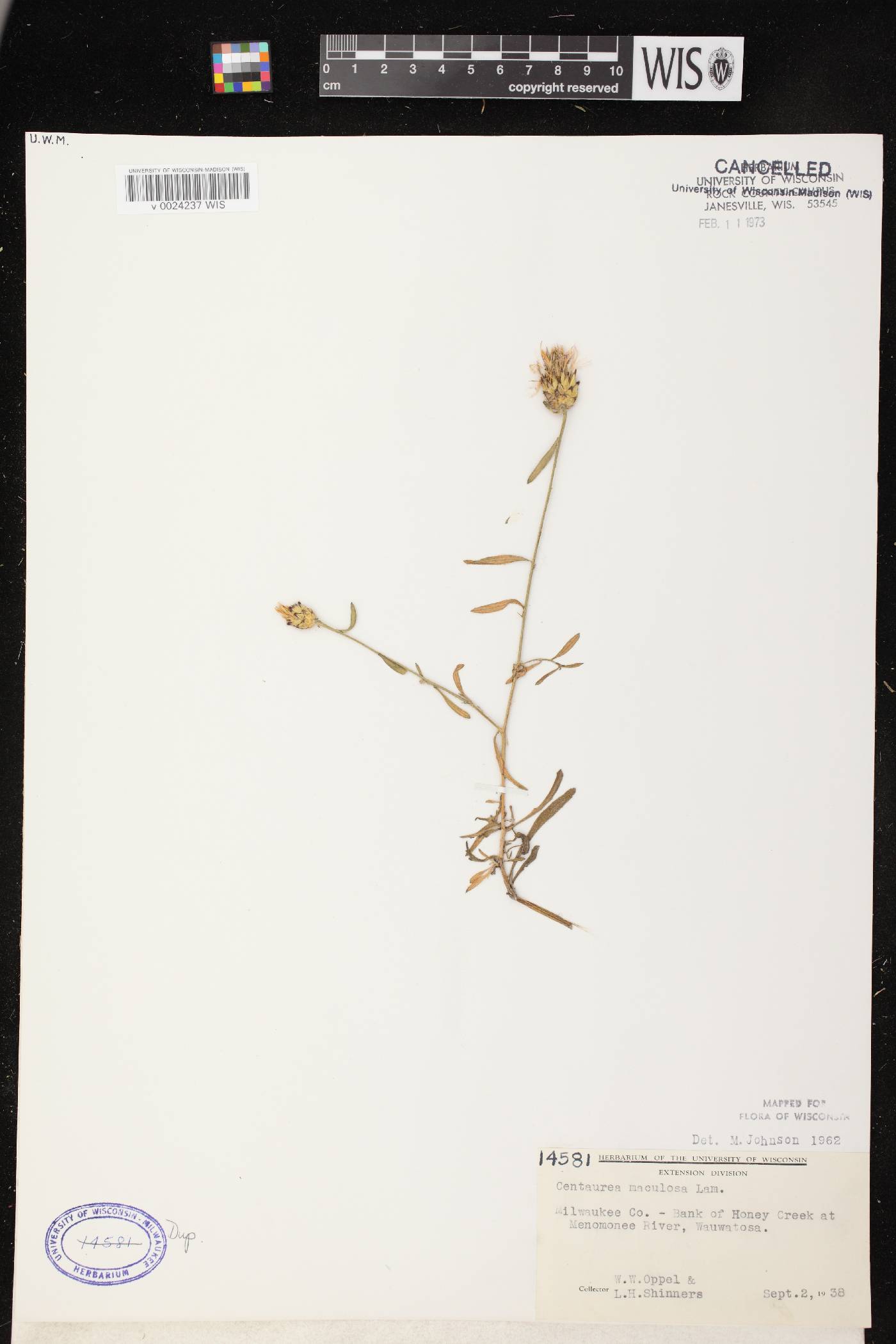 Centaurea stoebe subsp. micranthos image