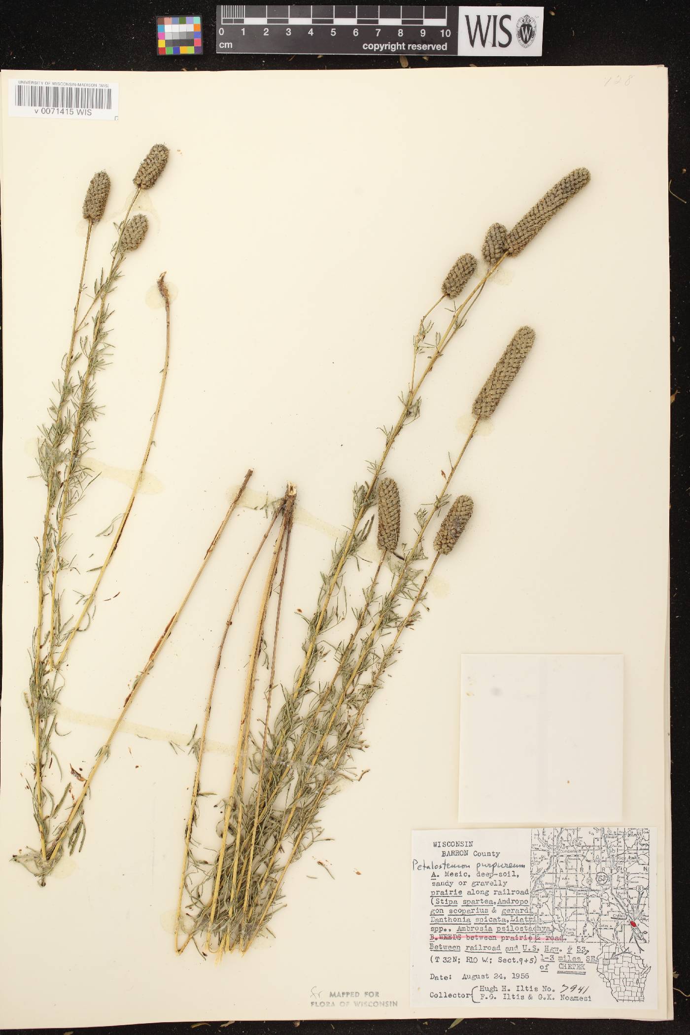 Dalea purpurea var. purpurea image