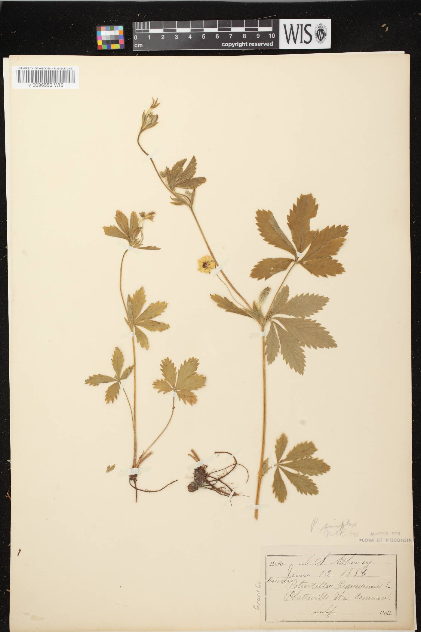 Potentilla simplex image