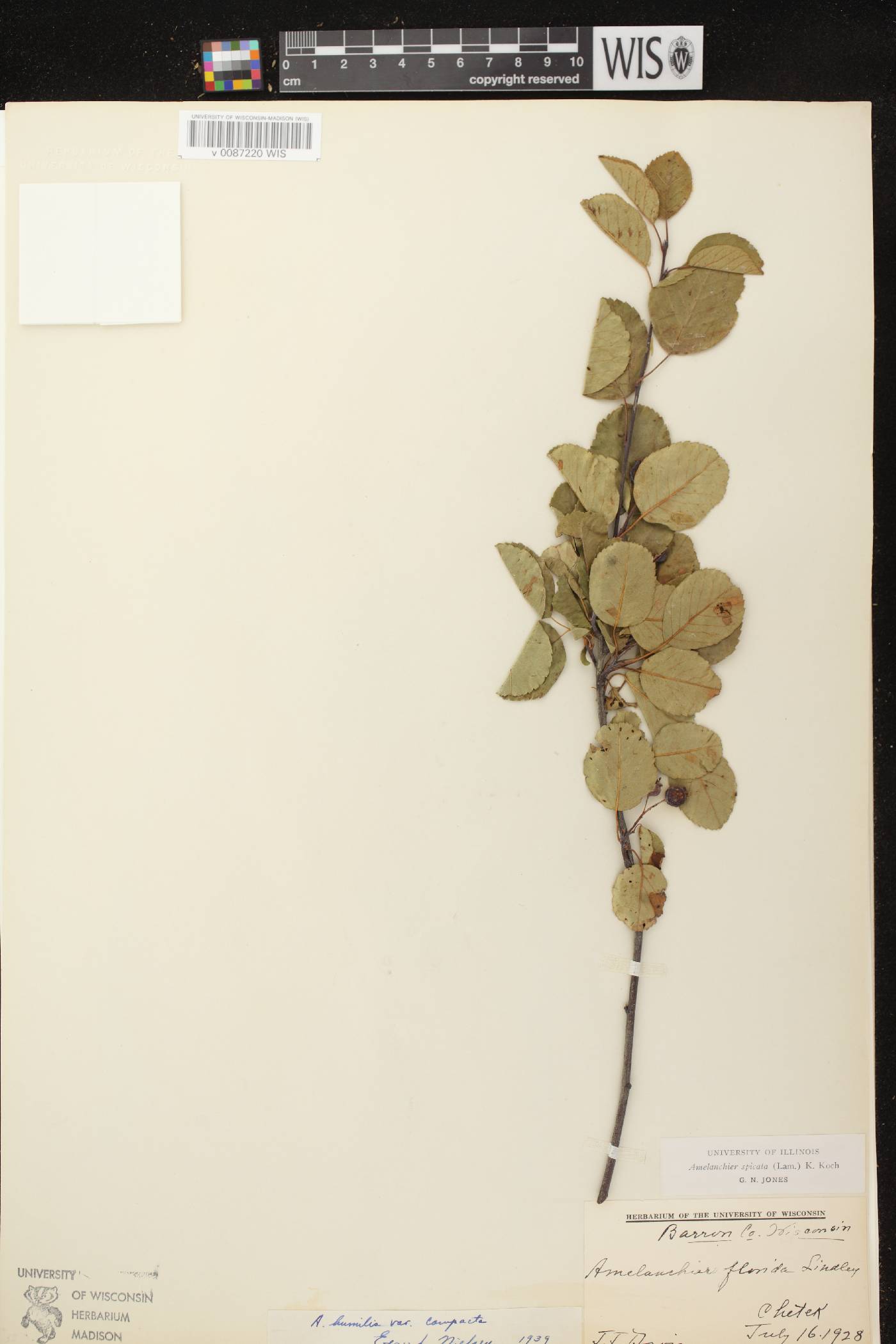 Amelanchier spicata image