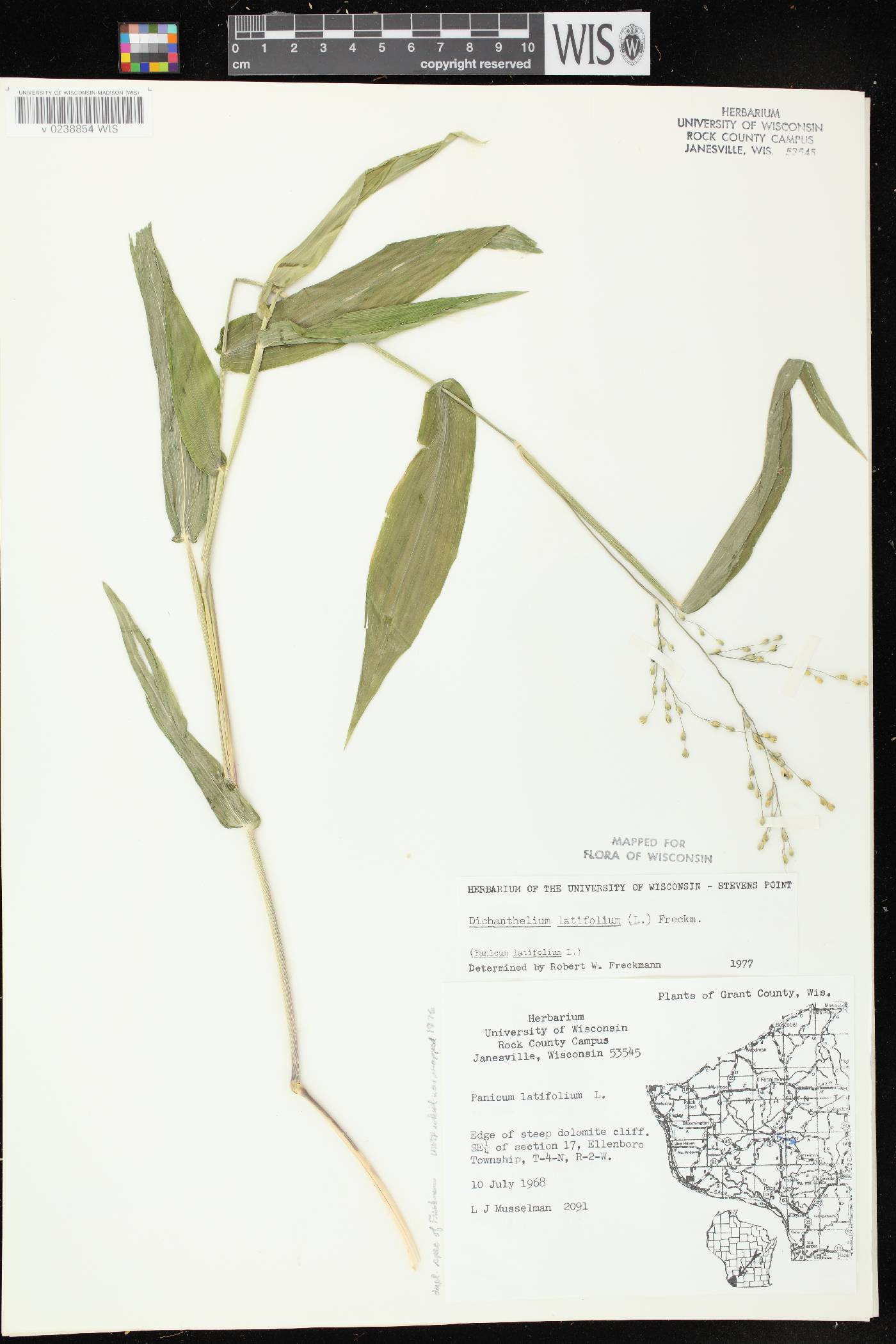 Dichanthelium latifolium image