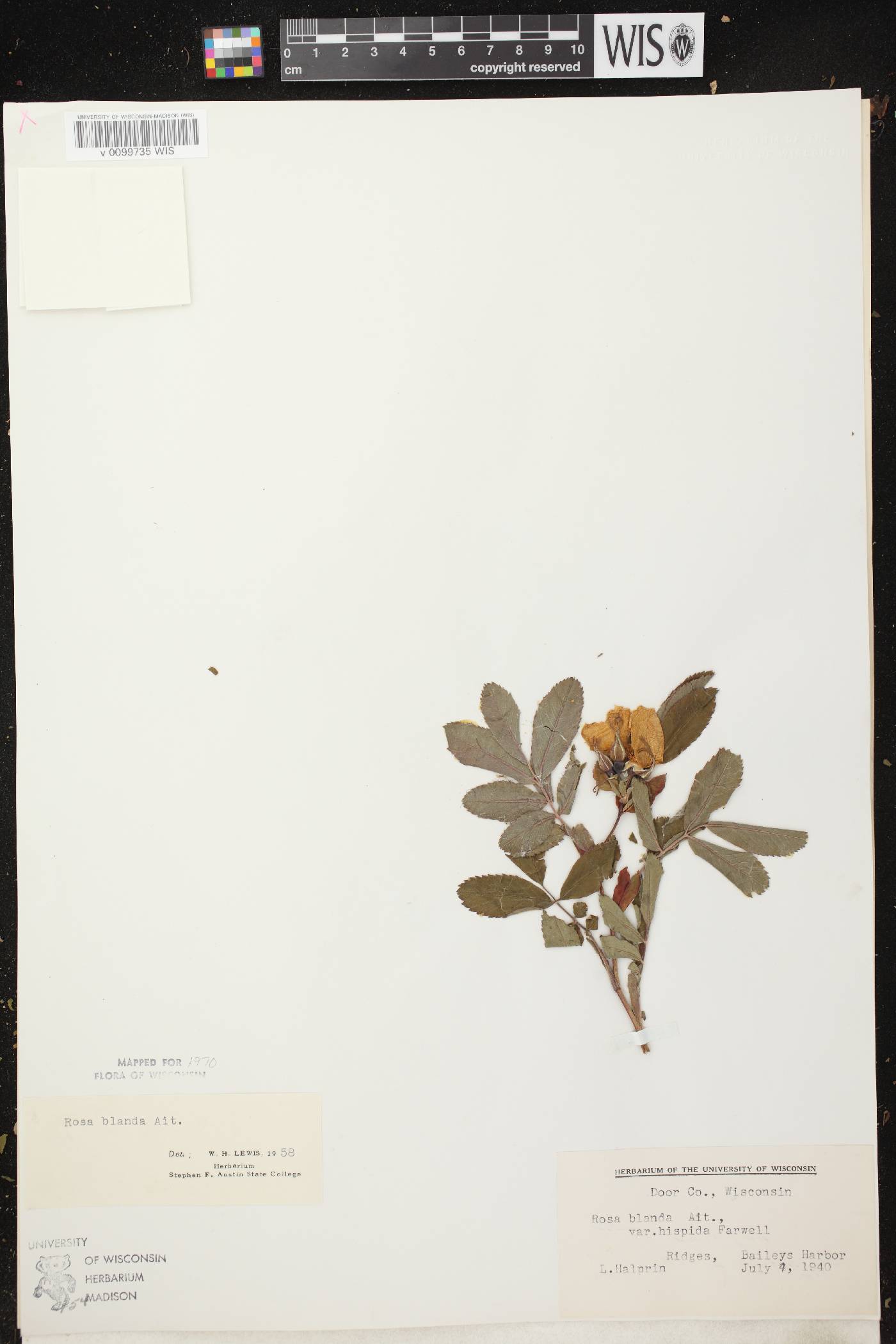 Rosa blanda image