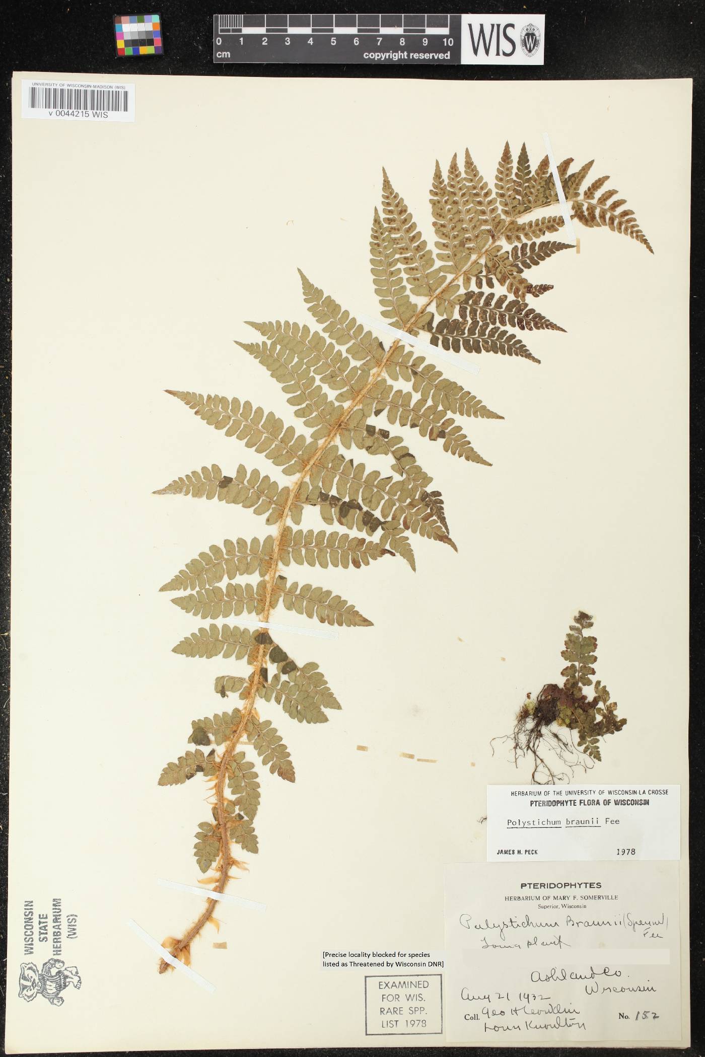 Polystichum braunii image
