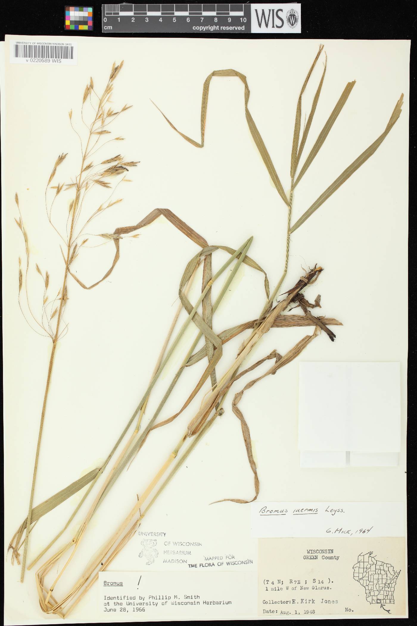 Bromus inermis image