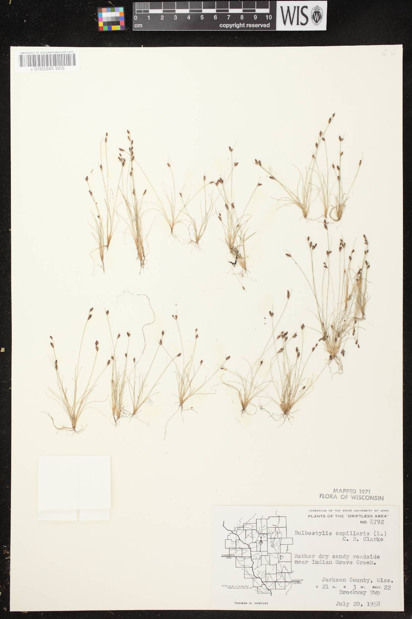 Bulbostylis capillaris image