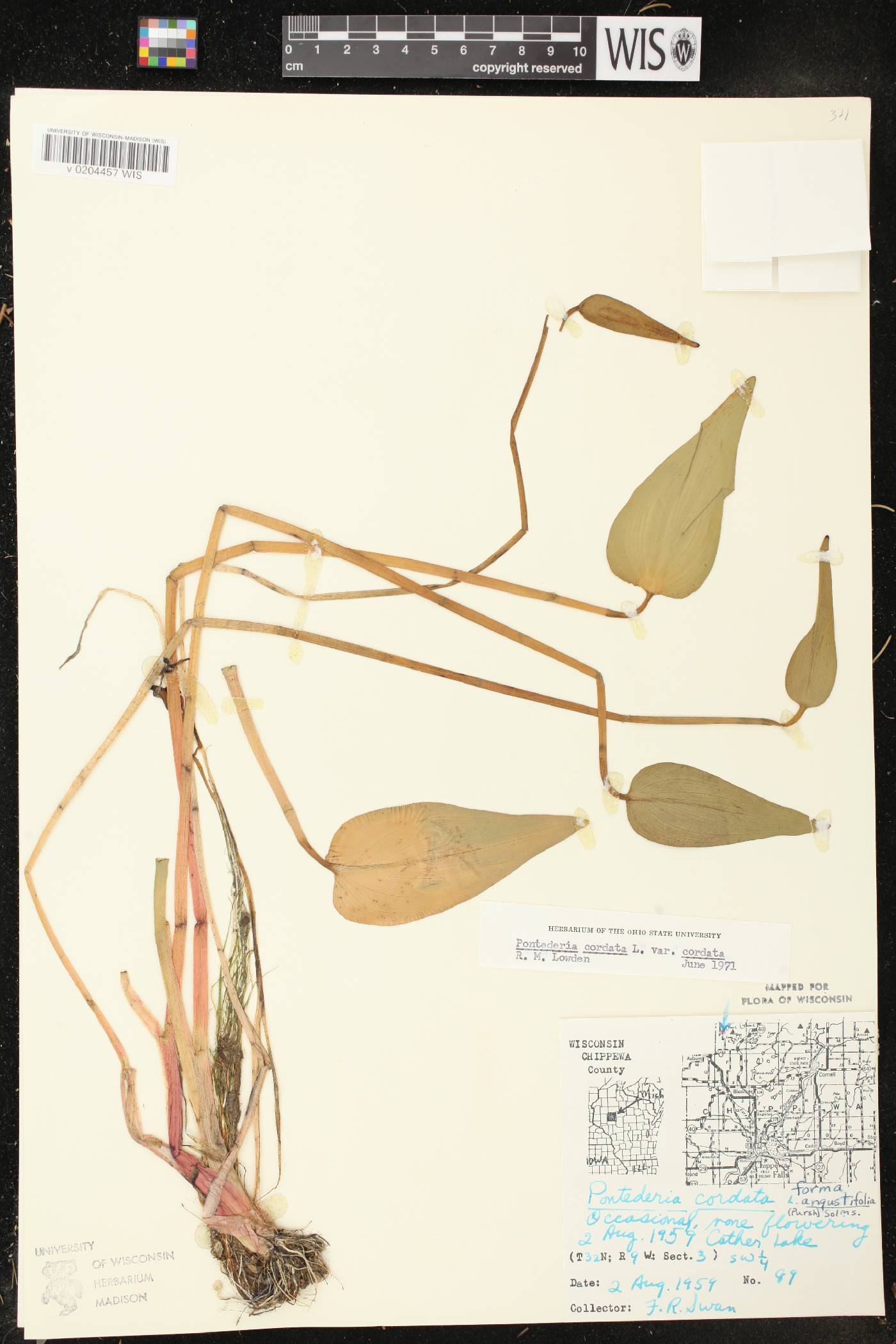 Pontederia cordata image