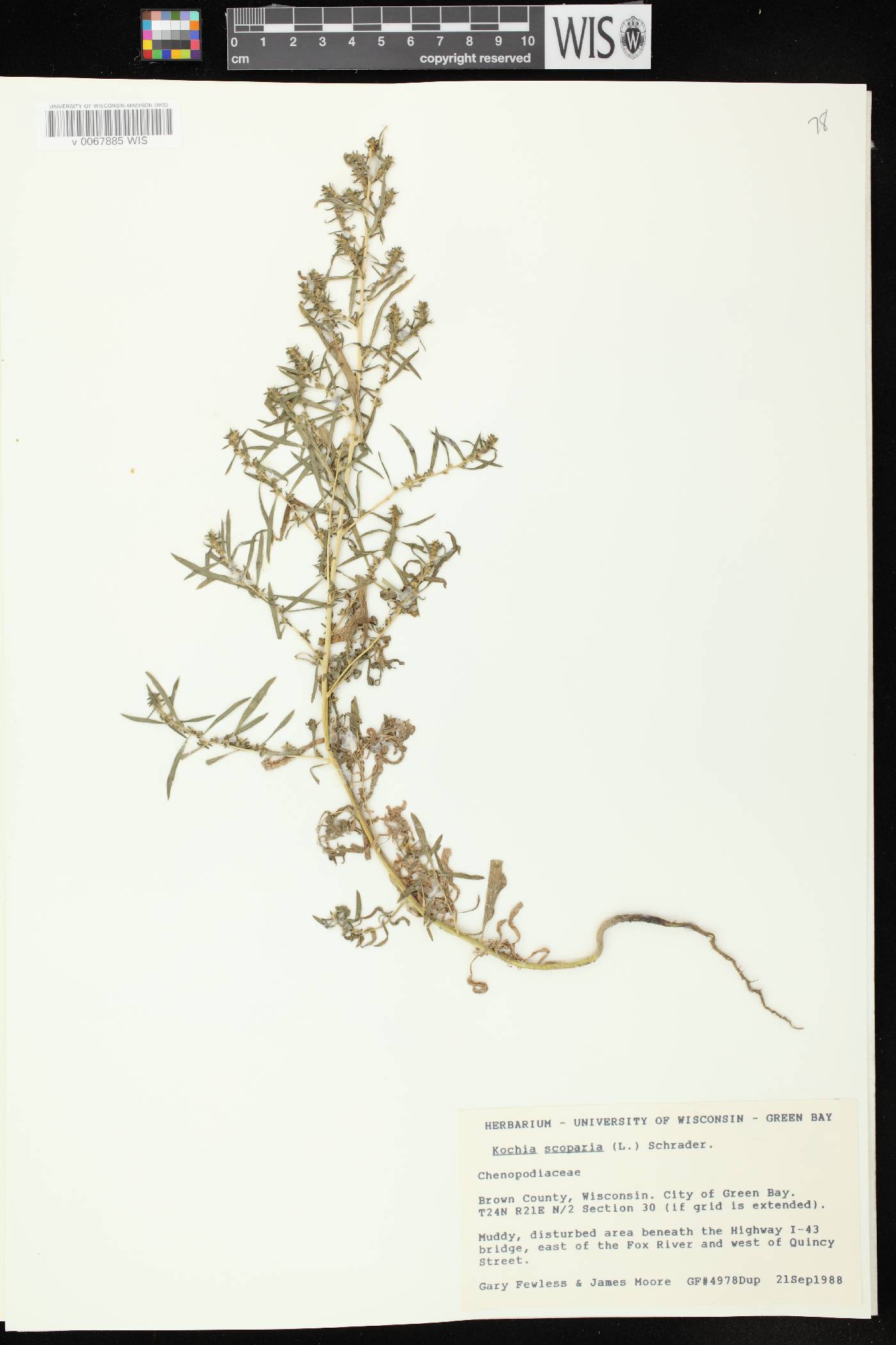 Bassia scoparia image