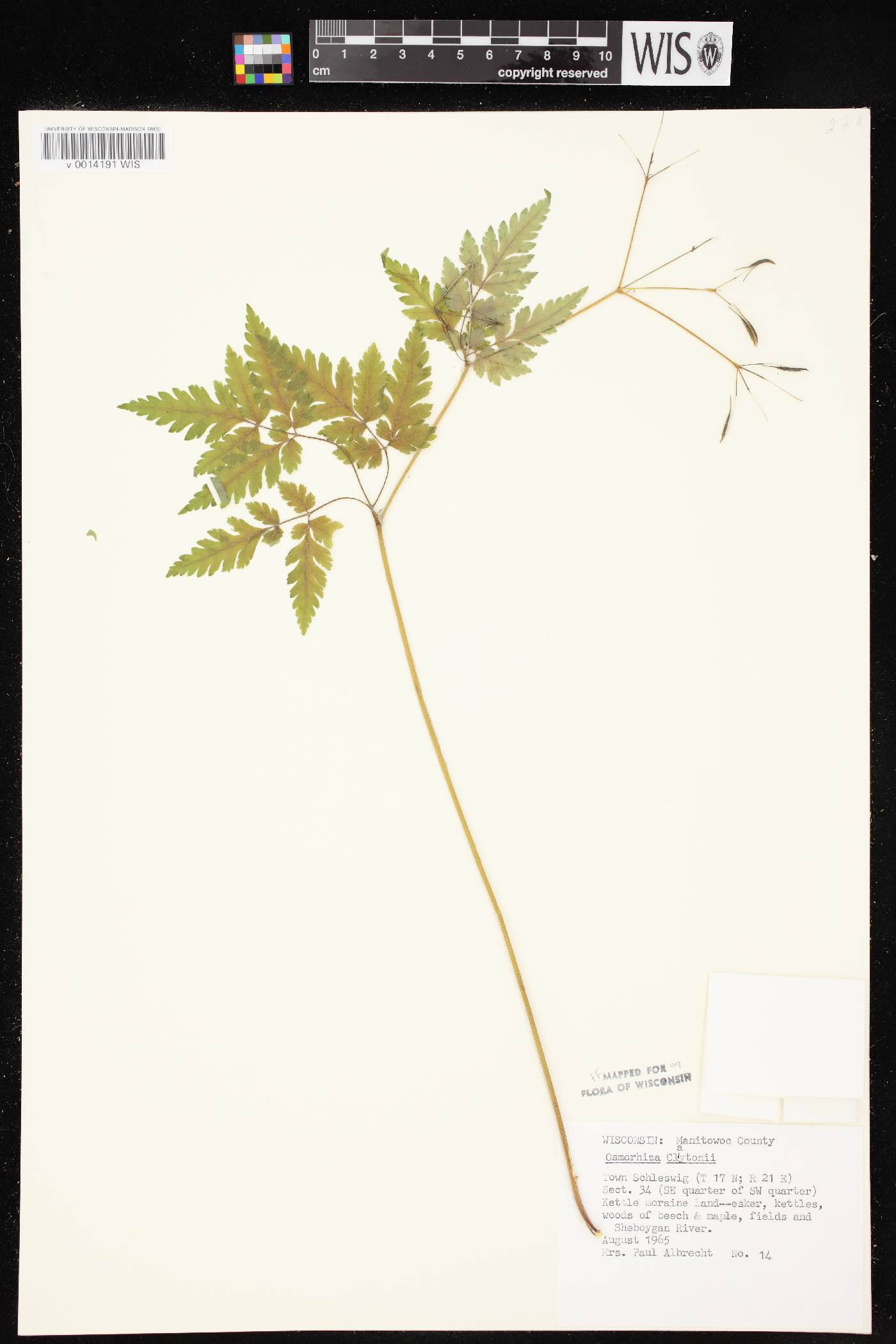 Osmorhiza claytonii image