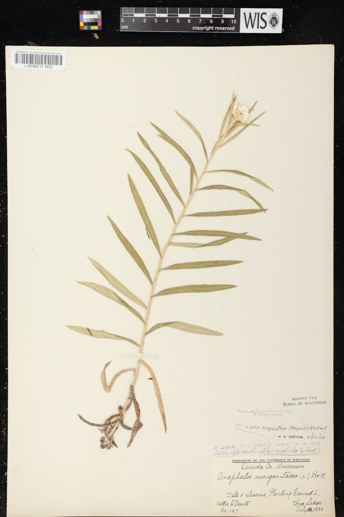 Anaphalis margaritacea image