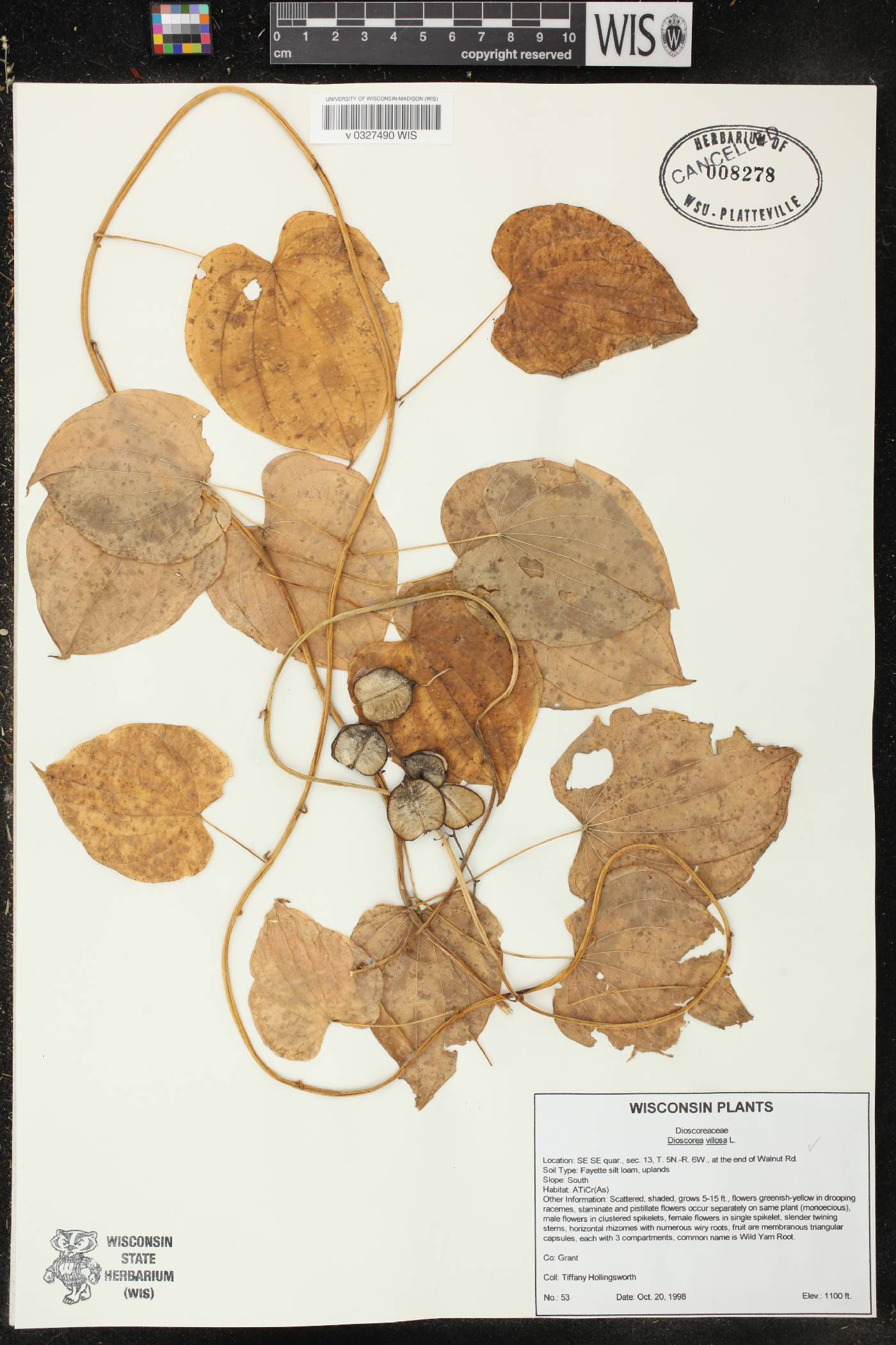 Dioscorea villosa image