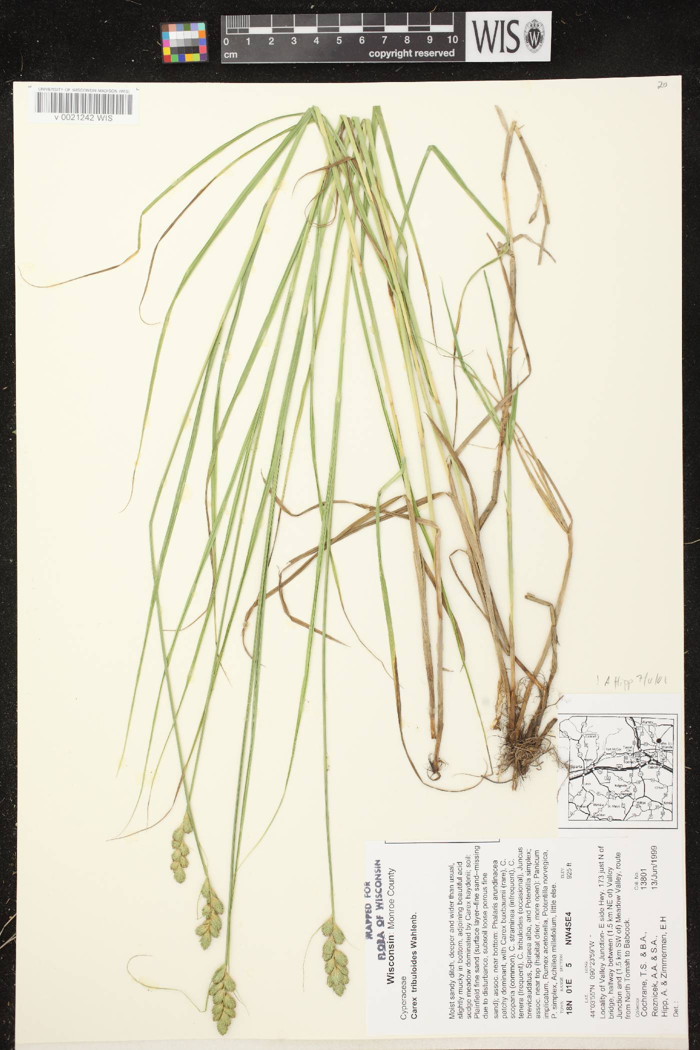 Carex tribuloides var. tribuloides image
