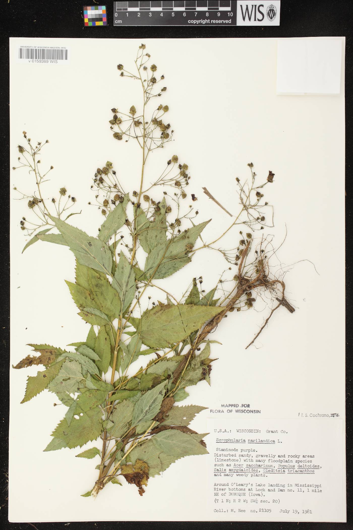 Scrophularia marilandica image