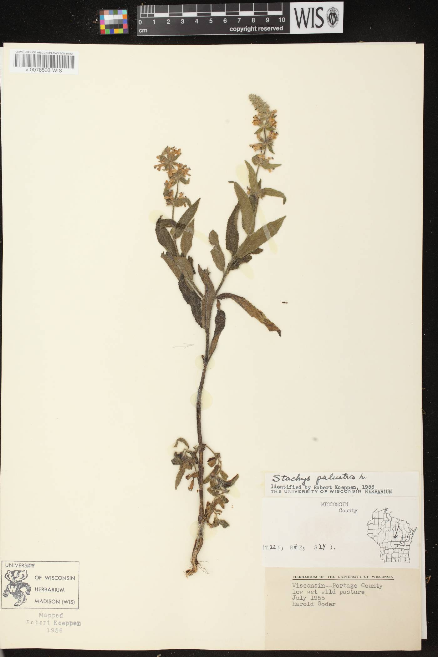 Stachys palustris image