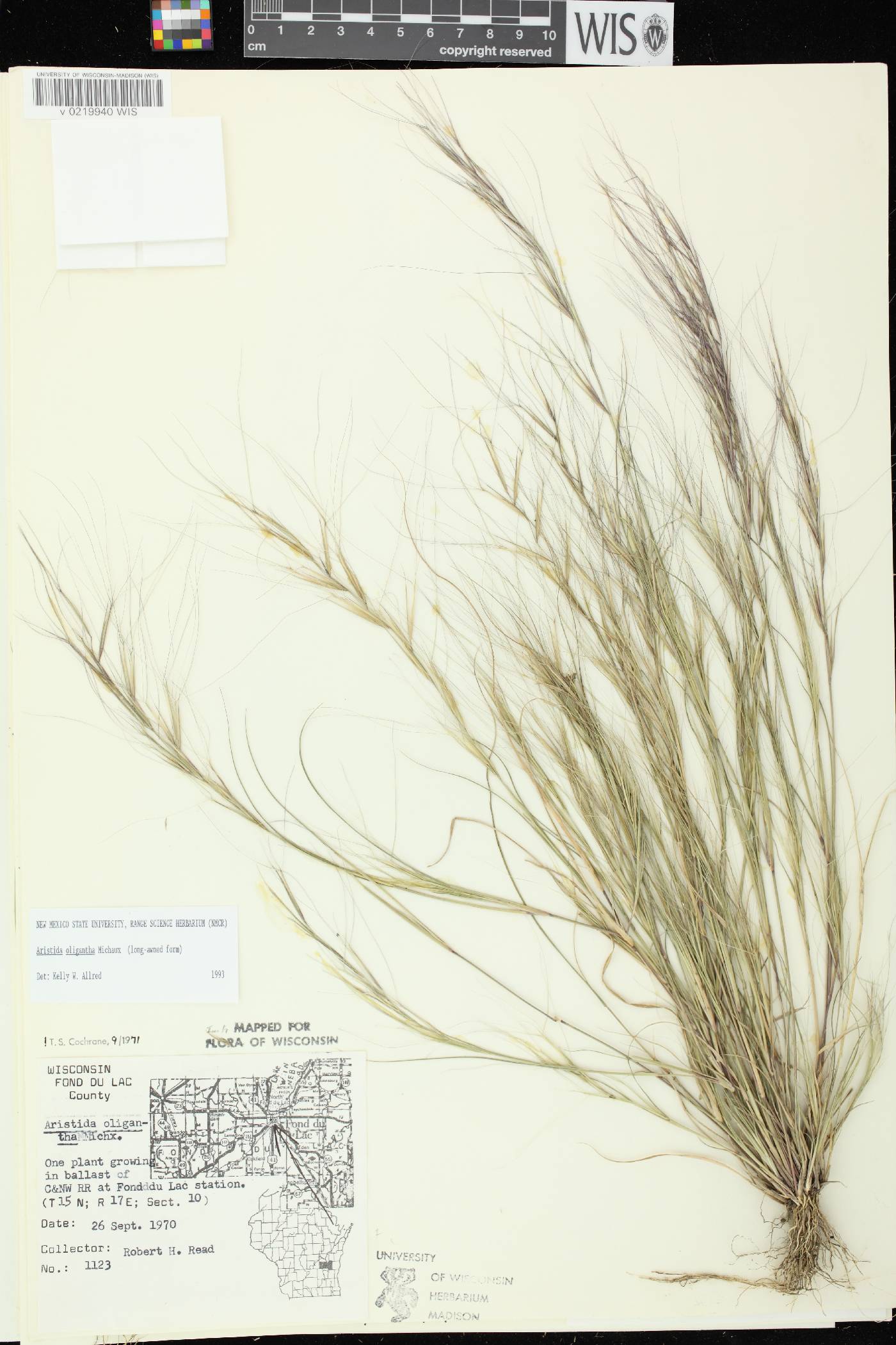 Aristida oligantha image
